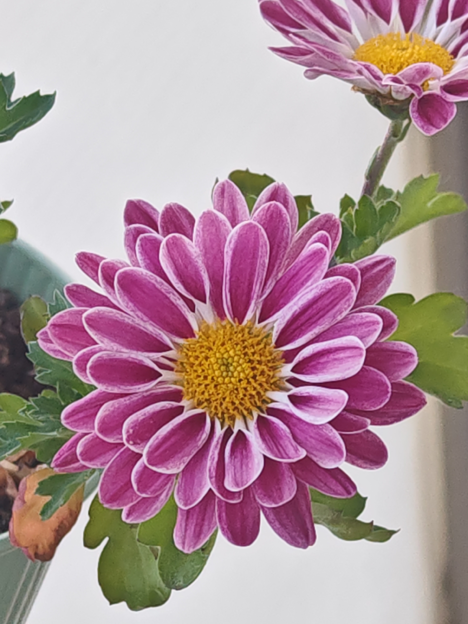 A close-up, brightly lit photograph features two chrysanthemum flowers with green foliage against a predominantly light background. The primary subject, positioned slightly left of center in the foreground, is a fully bloomed chrysanthemum. Its numerous petals display a distinct bicoloration, with vibrant magenta-purple tips transitioning to white bases, arranged in a dense, radial pattern around a prominent, bright yellow central disk composed of tightly packed florets.
A second, partially visible chrysanthemum flower is located in the upper right background, appearing smaller and less focused, connected by a slender green stem. It exhibits similar purple and white coloration. Green, lobed leaves are visible around both flowers, some appearing healthy and vibrant. In the lower-left quadrant, several green leaves are present, one of which appears partially dried and brown, adjacent to a section of a dark green planter or pot. The background is largely uniform and light-colored, suggesting an interior wall or plain backdrop, with a darker vertical element faintly discernible on the far right edge. No people, animals, or specific actions are depicted. While the request specifies the city of Shumen, Bulgaria, no discernible visual cues or contextual elements within the image itself confirm this geographic location.