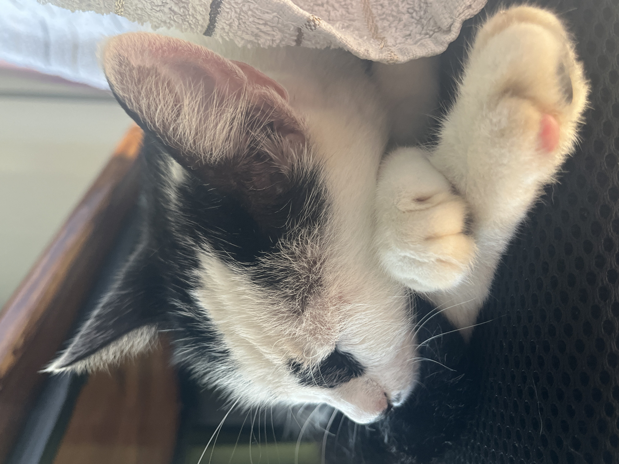 A black and white kitten sleeps on a black, textured surface. The kitten is resting on its side, with its front paws crossed. It has white fur on its face, chest, and paws, with black markings on its ears, back, and around its eyes. A fluffy, white towel is visible in the upper right corner of the image. The background appears to be a wooden surface. The image quality is clear, with natural lighting. The scene is located in Ureki, Georgia.