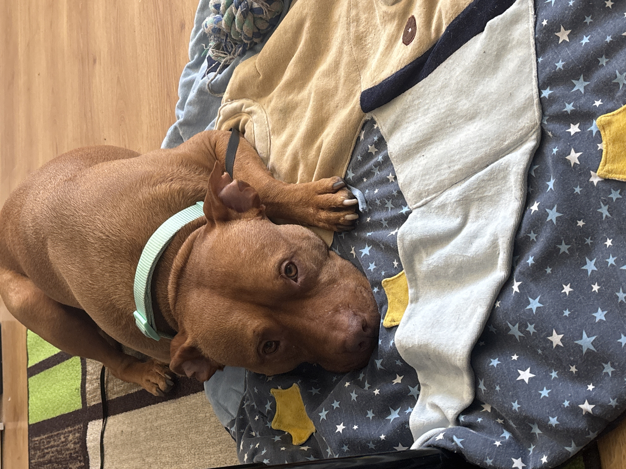 A brown dog with a light blue collar is lying on a blue and white star-patterned blanket, near a light brown child's shirt, in an indoor setting. The location is not identifiable as being in Sofia, Bulgaria from the visual information provided.