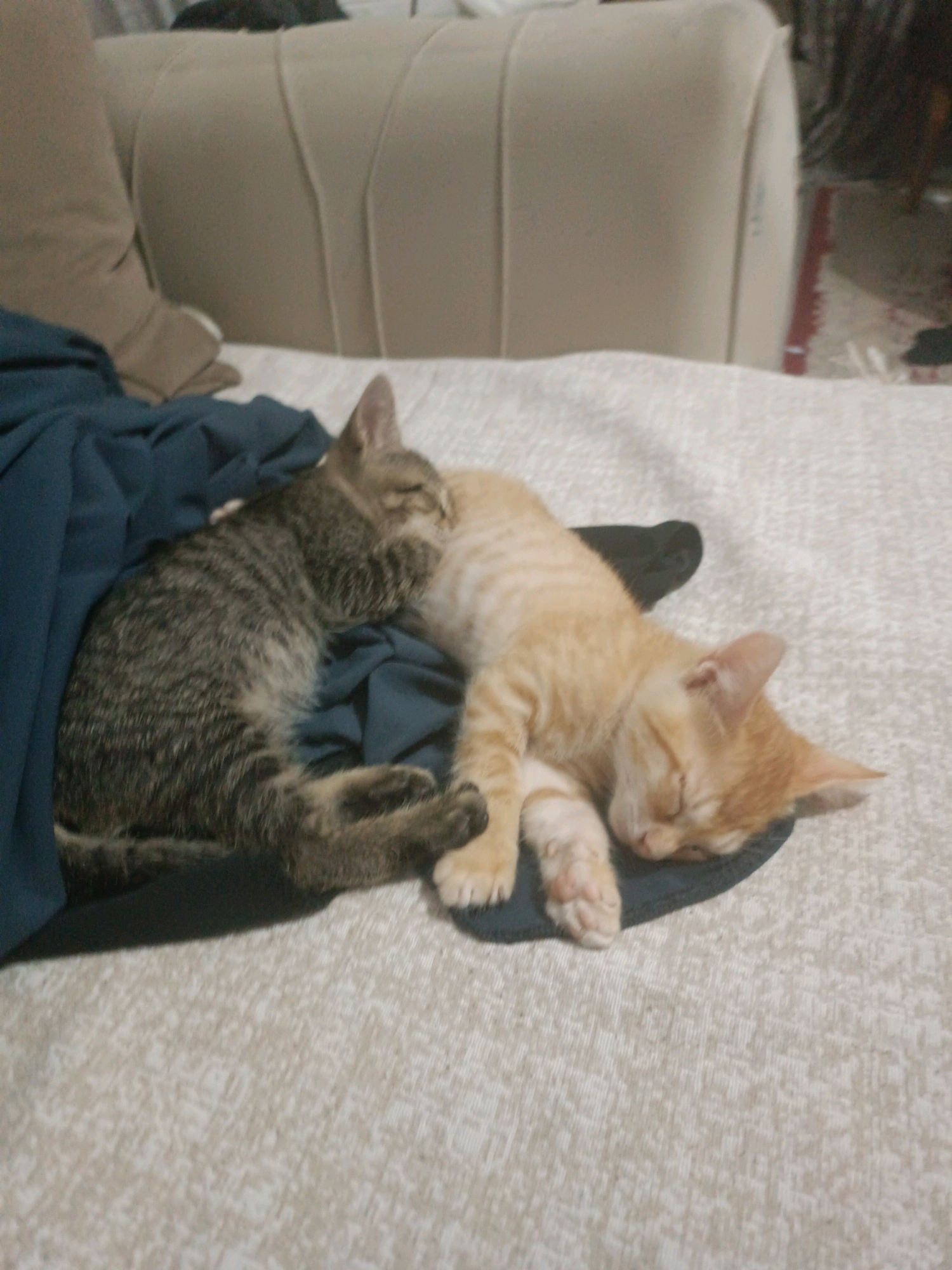 In a home setting in Başakşehir, Turkey, two kittens are sleeping. A tabby kitten is curled up on a dark blue cloth, with its head resting on an orange kitten. The orange kitten is lying on its back, nestled against the tabby kitten. Both kittens appear to be very young and are sleeping soundly. The background consists of a beige sofa and a textured beige surface, likely a bed or couch. The overall scene is one of peaceful slumber.