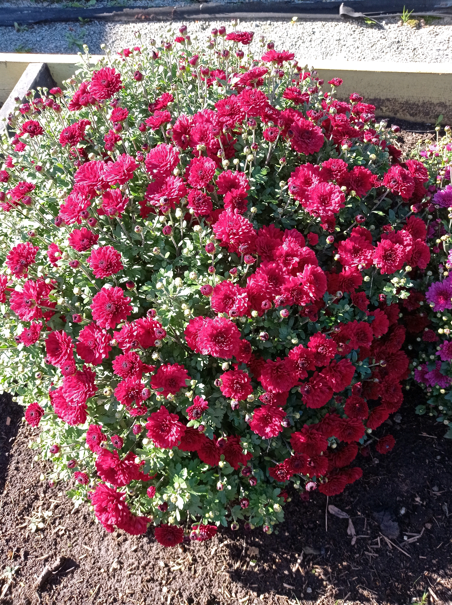 A close-up, eye-level shot shows a dense bush of blooming dark pink chrysanthemums. The flowers are in various stages of bloom, with many fully open and others still in bud. The foliage is a deep green, and the overall impression is one of lushness and abundance. The bush is planted in dark soil, with some dry leaves scattered on the surface. In the background, a wooden planter box is visible, filled with gravel. The scene is brightly lit by sunlight, casting shadows on the ground. The specific location of this image within the city of Degtyarsk, Russia, cannot be determined from the visual information provided.