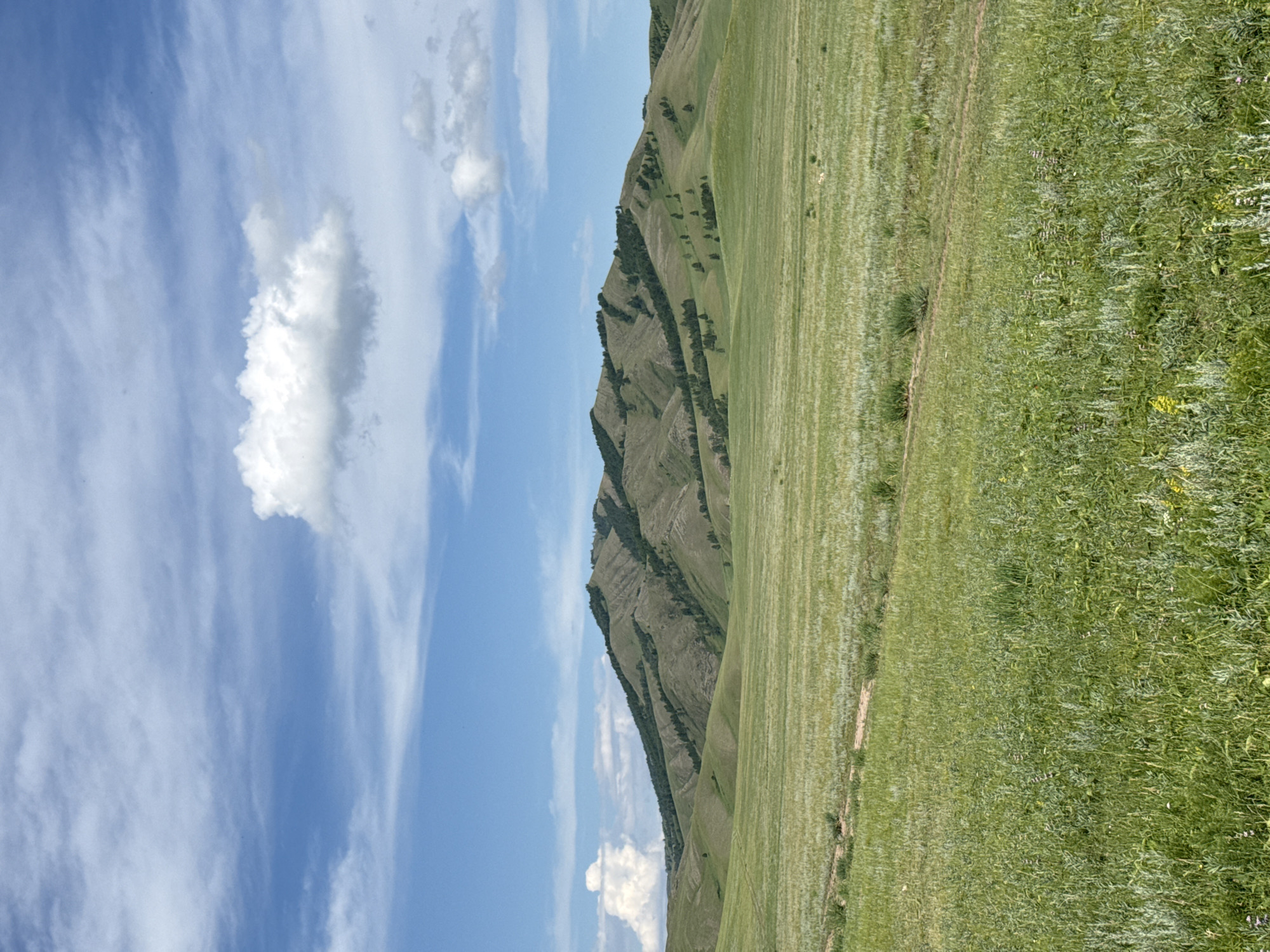 This media file depicts a picturesque, rolling landscape under a partly cloudy sky. The scene is dominated by a large, verdant hill with visible striations suggesting terracing or natural erosion patterns. Darker green patches, likely trees or denser vegetation, are scattered along the slopes of the hill. To the right of the hill, a vast field of green grass stretches into the distance, appearing somewhat manicured in some areas and wilder in others. The sky is a vibrant blue, streaked with wispy white clouds, suggesting a fair weather day. A prominent, puffy white cloud is visible in the upper left quadrant. The image is oriented vertically, with the sky at the top and the landscape filling the lower portion. There are no people or man-made objects clearly visible, aside from what might be implied by the patterns on the hill. The overall impression is one of natural beauty and tranquility. The time of day appears to be daytime, likely late morning or afternoon, given the brightness of the light and the nature of the clouds. The location cues, such as the rolling hills and vast grasslands, are consistent with rural or wilderness settings. The image conveys a sense of peace and openness.