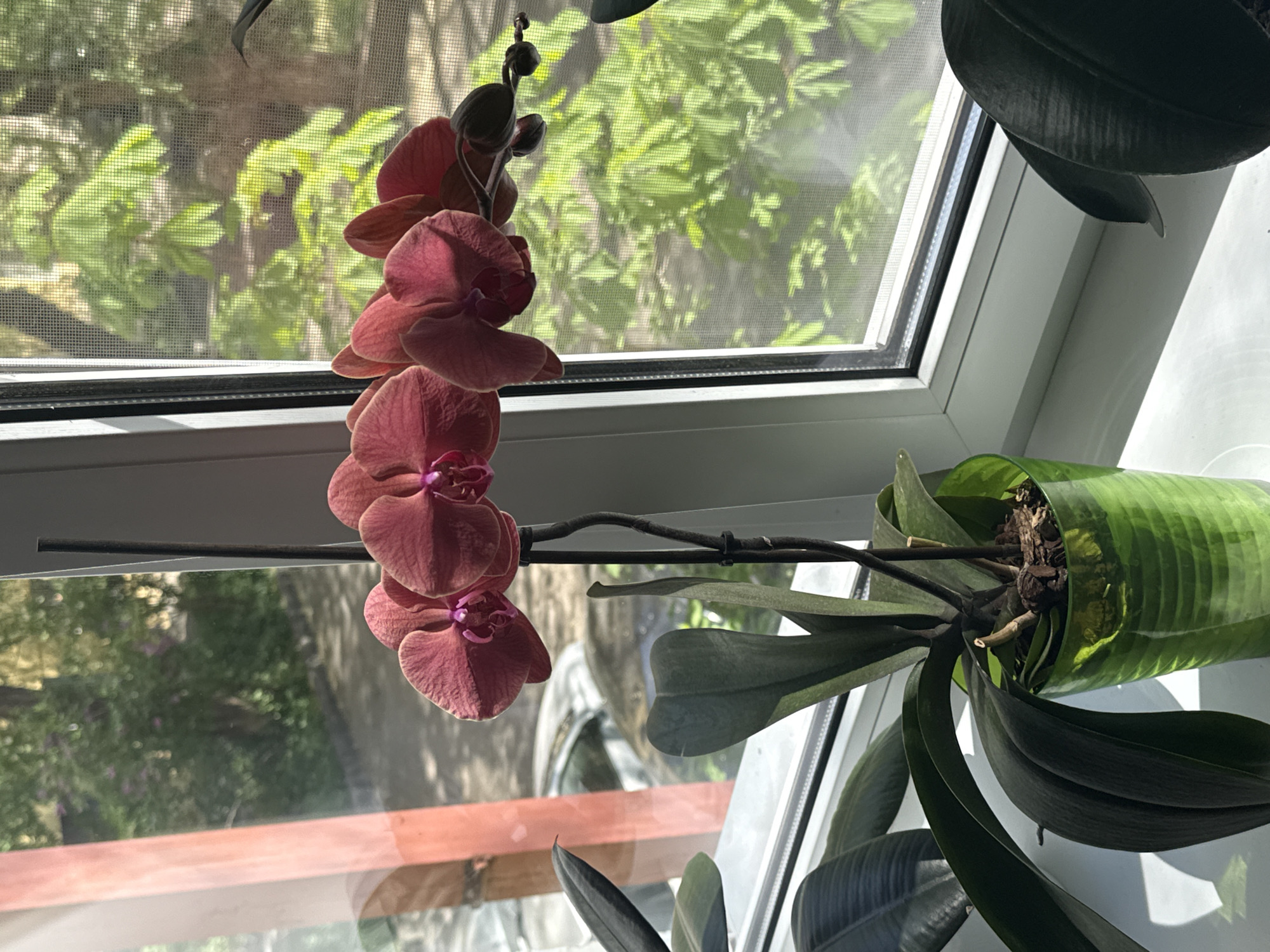 A close-up, tilted, indoor shot shows a blooming Phalaenopsis orchid in a clear green pot. The orchid is positioned on a windowsill with a screen. The flowers are a dark pink. Outside the window, foliage and distant buildings are visible. This image does not provide information to confirm the location is in Rostov-on-Don, Russia.