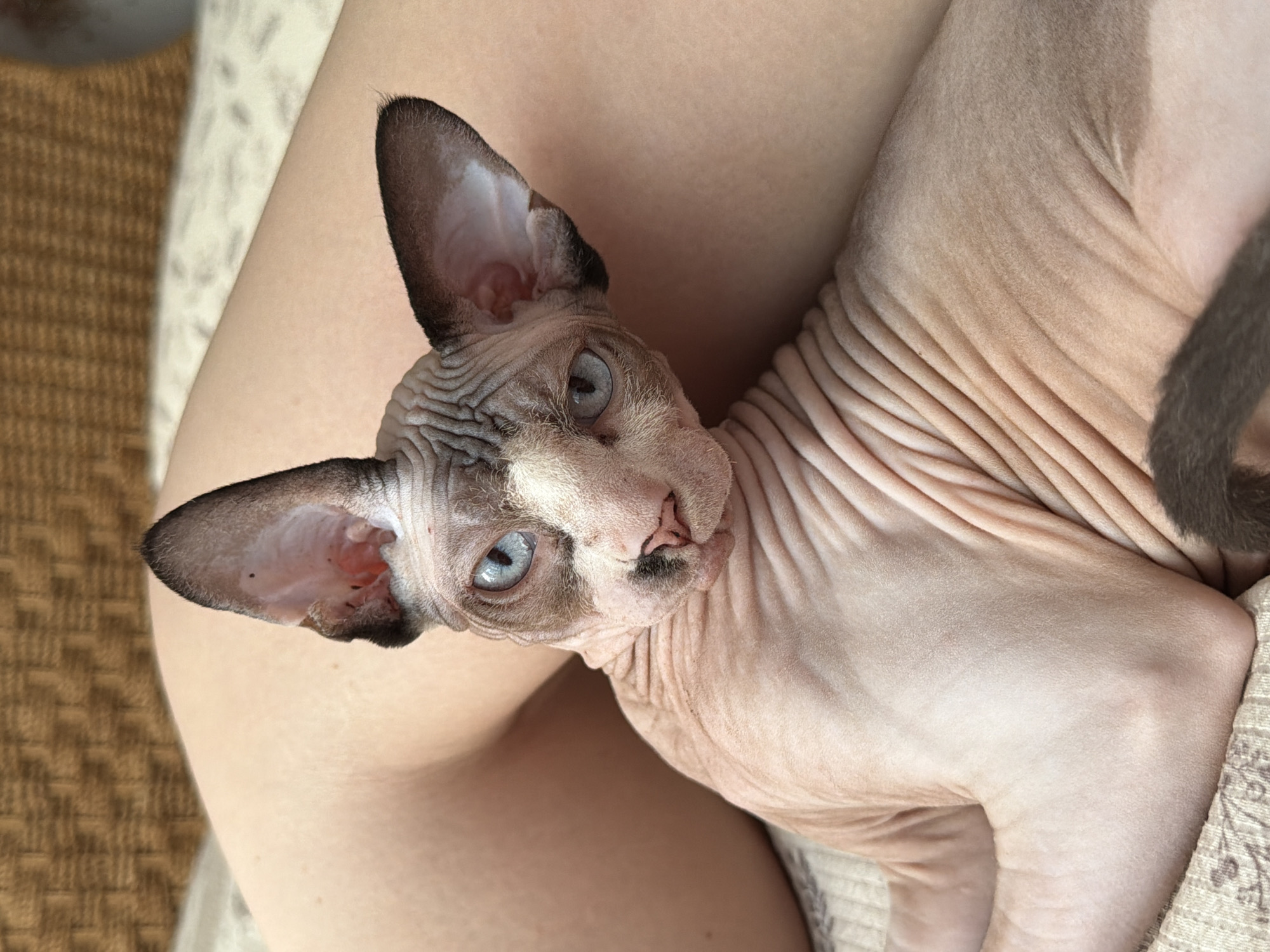 A Sphinx cat with striking blue eyes is nestled on a textured surface, possibly a couch or bed, with a woven-like backdrop. The cat's wrinkled pink skin is clearly visible, contrasting with its dark-tipped ears and a darker patch of fur on its nose. The cat is looking directly at the camera, with its head slightly tilted. Part of a person's legs are visible in the background, suggesting they are holding or sitting with the cat. The lighting is natural and appears to be daylight. The location is Unknown, Unknown.