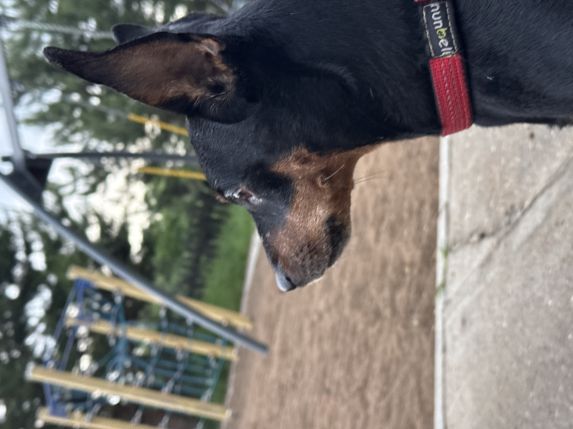 A close-up, angled shot focuses on a black and brown miniature pinscher dog wearing a red collar with the brand "nunbell" visible on it. The dog's head is oriented downward, with its nose pointing towards a playground area. In the background, a blurred playground structure is visible, featuring blue and yellow elements. Beyond the playground, green trees and foliage suggest an outdoor, possibly park-like setting. To the right of the dog, a section of concrete pavement is visible, providing a contrast to the sandy ground near the playground. Given the information provided, the location is likely within the city of Chaikovsky, Russia, although specific landmarks are not identifiable.