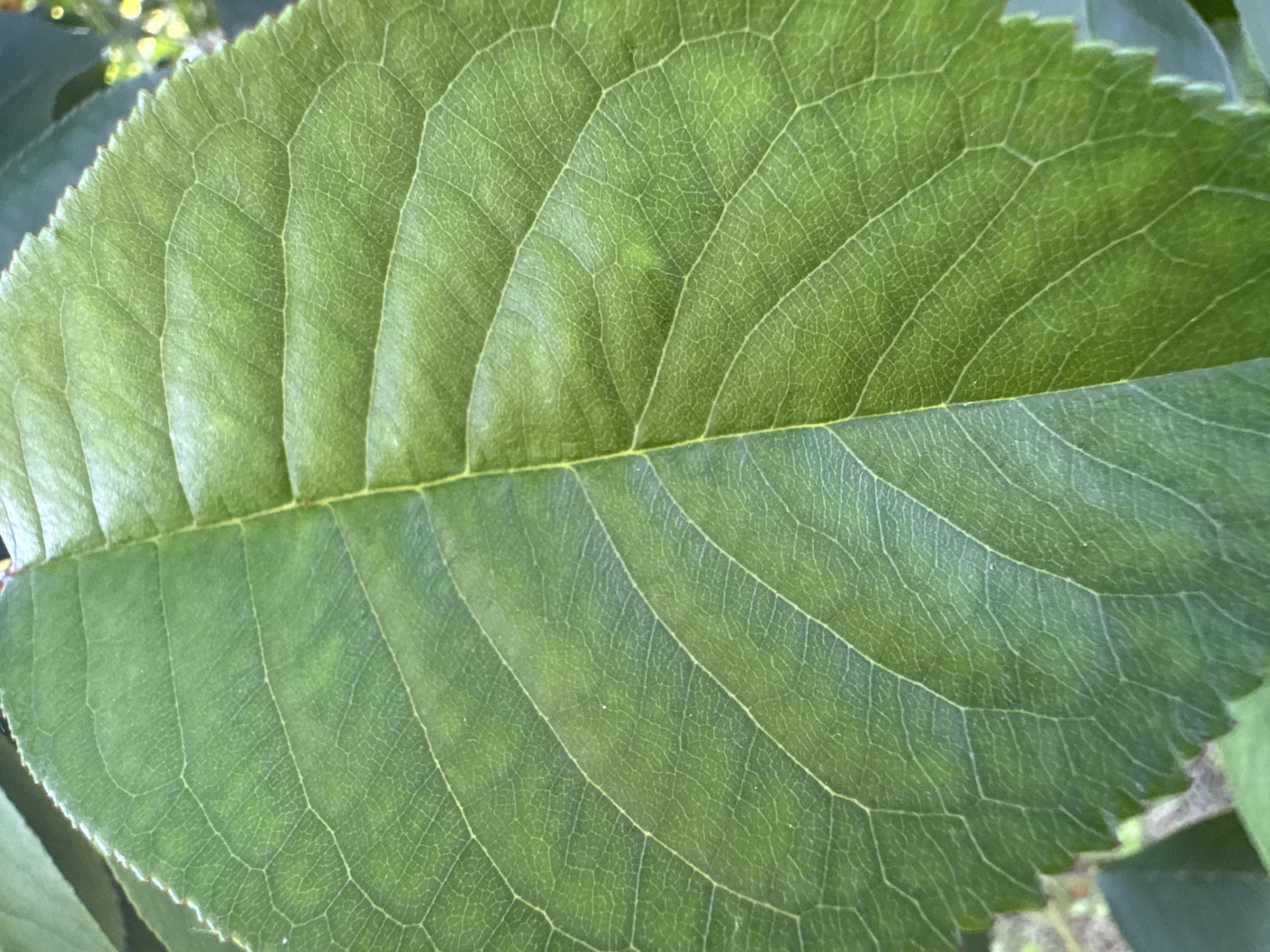 The image is a close-up, detailed view of a green leaf. The leaf is centrally positioned and occupies the majority of the frame. It displays prominent venation with clear, lighter green lines radiating from a central vein. The texture of the leaf surface is visible, showing a slightly crinkled or wrinkled appearance. The edges of the leaf are serrated. The background is blurred and consists of other green foliage and hints of a muted, earthy tone, suggesting an outdoor, natural environment, likely a garden or park setting. There are no people or specific landmarks visible in the image. The lighting appears to be natural daylight, casting subtle shadows and highlighting the leaf's texture.