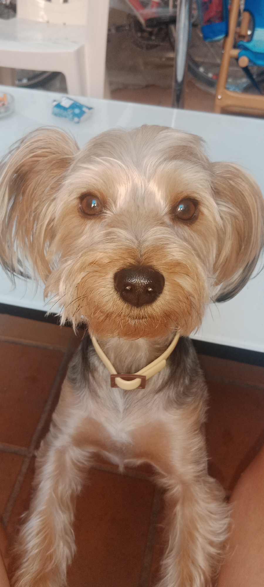 A close-up, eye-level, vertical shot focuses on the head and upper body of a small Yorkshire Terrier dog. The dog is looking directly at the camera with its ears perked up. Its fur is a mix of tan, gray, and white, with darker coloring on its back. It is wearing a light yellow collar with a small, brown buckle. The dog's nose is black and wet. The background is blurred, but appears to be an indoor setting with a white table and some objects on it, possibly in Galapagar, Spain. The floor beneath the dog is tiled in a reddish-brown color.
