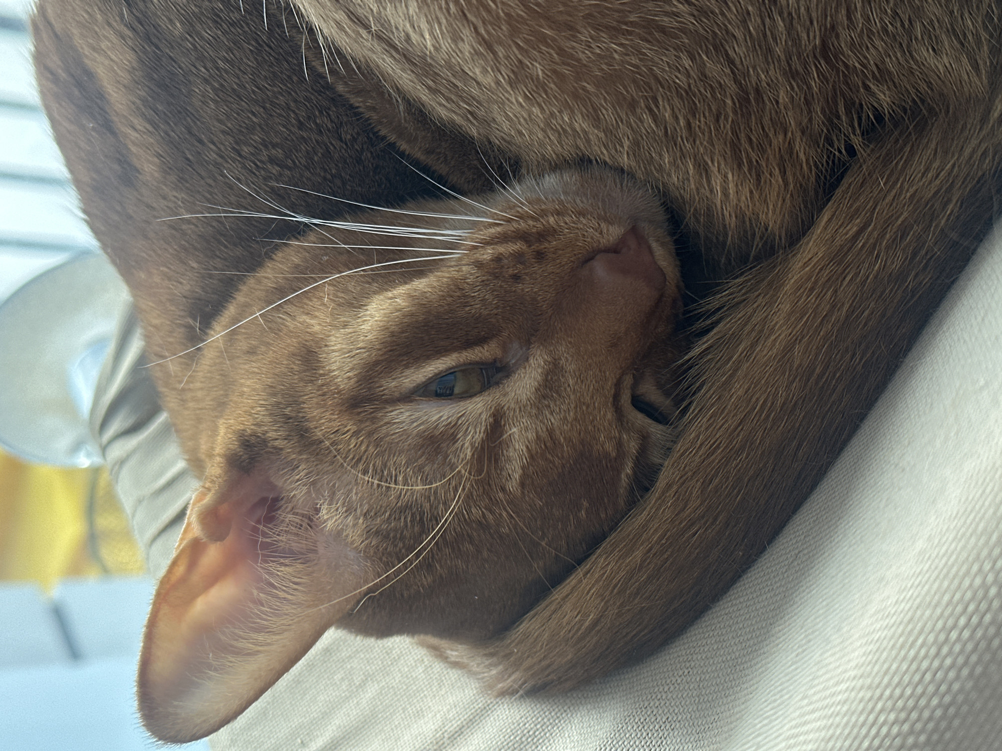 A reddish-brown domestic cat, consistent with an Abyssinian or Oriental breed, is observed in a curled, resting position on a light-colored, textured fabric surface. The animal's short fur displays a uniform reddish-brown hue. Its head is tucked into its body, with the left ear prominently visible, showcasing fine internal hair. The left eye is partially open, revealing a narrow slit of the iris, which appears amber or green. White vibrissae extend from the muzzle. The tail is wrapped around the cat's form, blending with the body's contours. The immediate environment consists of the fabric surface, while the background is out of focus, revealing blurred indoor elements including light tones and a yellowish tint. The scene is situated in Kazan, Russia.
