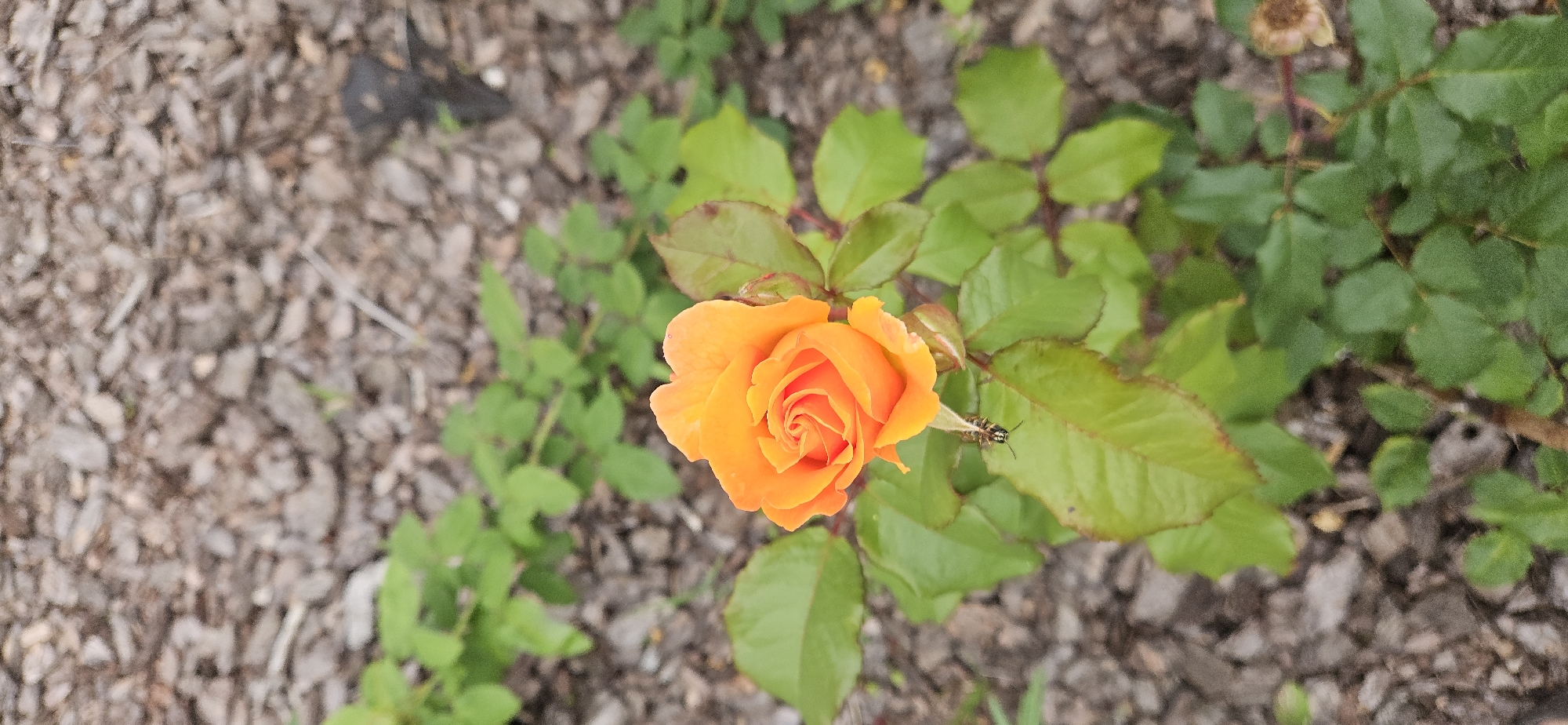 This media file is a top-down shot of an orange rose in bloom. The rose is the central subject, with its petals tightly furled in a spiral. It is surrounded by green leaves, some of which show hints of red along their edges. A small, dark insect with lighter stripes is visible on one of the leaves to the right of the rose. The background is a textured mix of brown wood chips and blurred green foliage, suggesting an outdoor garden setting. The lighting appears to be natural daylight, possibly overcast, as there are no harsh shadows. The overall impression is one of natural beauty and tranquility, focusing on the delicate details of the rose and its immediate surroundings. There is no visible text in the image. The location context is Рождествено, Russia.