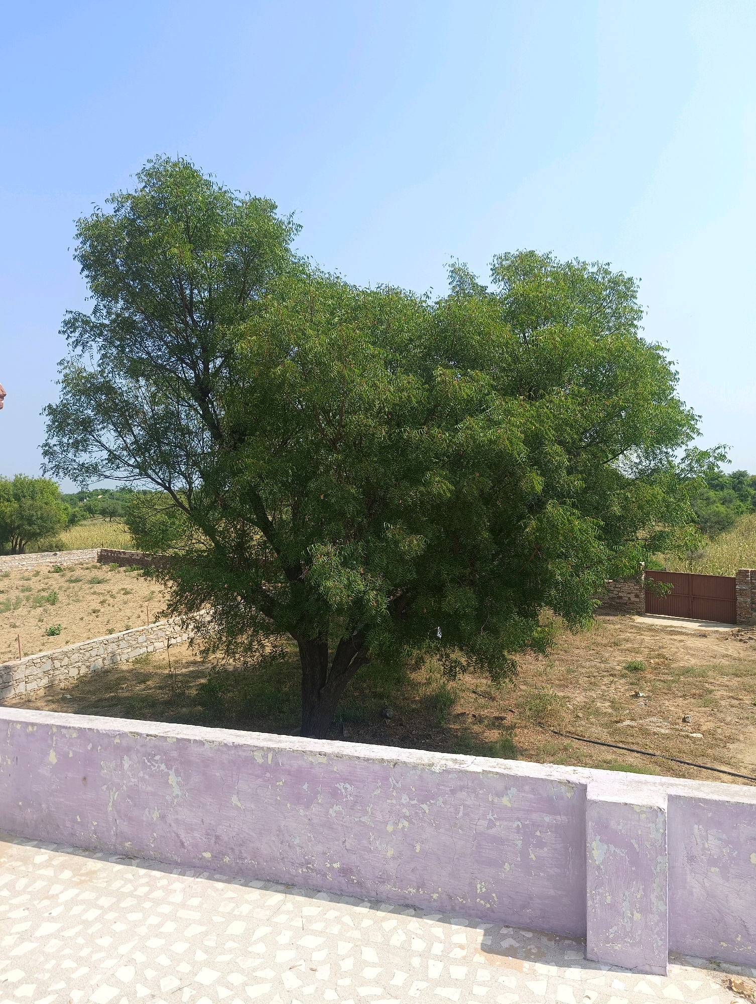 The image depicts an outdoor scene under a clear blue sky, with a large, leafy green tree dominating the center. The tree has a thick trunk and a wide canopy, casting shadows on the dry, dusty ground beneath it. To the left of the tree, a low, rough-hewn stone wall runs horizontally across the frame. Beyond the wall, the terrain appears arid and sparsely vegetated, with patches of dry grass and sand. In the background, on the right side of the image, a closed brown metal gate is visible, set within another stone wall. This gate suggests an entrance to a property or compound. In the foreground, a low, weathered wall painted a faded purple runs along the bottom of the frame, with a patterned tiled surface visible below it. The overall impression is of a rural or semi-rural environment, possibly within the village of Chhapri Bari, India, given the arid landscape and the architectural style of the walls and gate. There are no people or animals visible in the image.