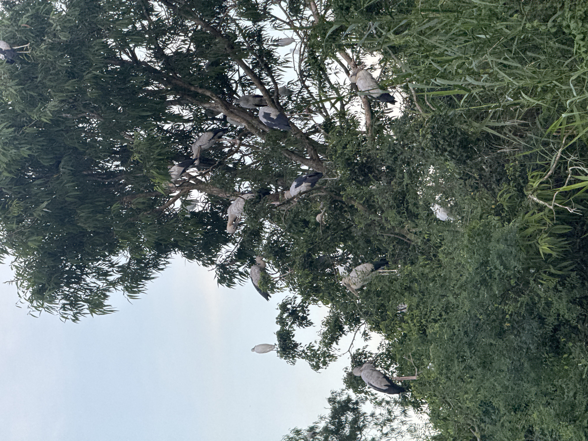 A flock of Asian openbill storks is perched on the branches of a large tree in Yên Sơn Ward, Vietnam. The birds, with their gray and white plumage, are scattered throughout the dense foliage, some standing, others appearing to rest. The tree is lush and green, with its branches extending outwards, creating a natural habitat for the birds. The sky above is a soft, pale blue, suggesting it is either early morning or late afternoon. Surrounding the tree are more trees and tall grasses, indicating a natural, possibly rural or semi-rural environment within the ward. No people are visible in the image.