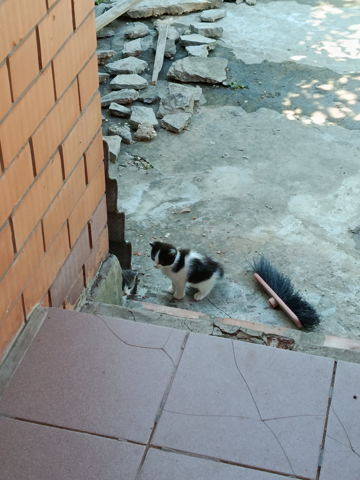 This image depicts an outdoor scene, likely in Marx, Russia, with a focus on two kittens. In the foreground, a tiled surface shows cracks. To the left, a brick wall is visible. Moving further into the frame, there are worn concrete steps and a pathway strewn with stones and debris. A black broom with a wooden handle lies on the ground.
The main subjects are two young kittens. One, a black and white patterned kitten, is standing and looking to the right. Beside it, further down the steps, a smaller grey kitten is peeking out from behind a stone. The environment appears somewhat neglected, with evidence of construction or disrepair. The lighting suggests it is daytime, with shadows cast by unseen objects.