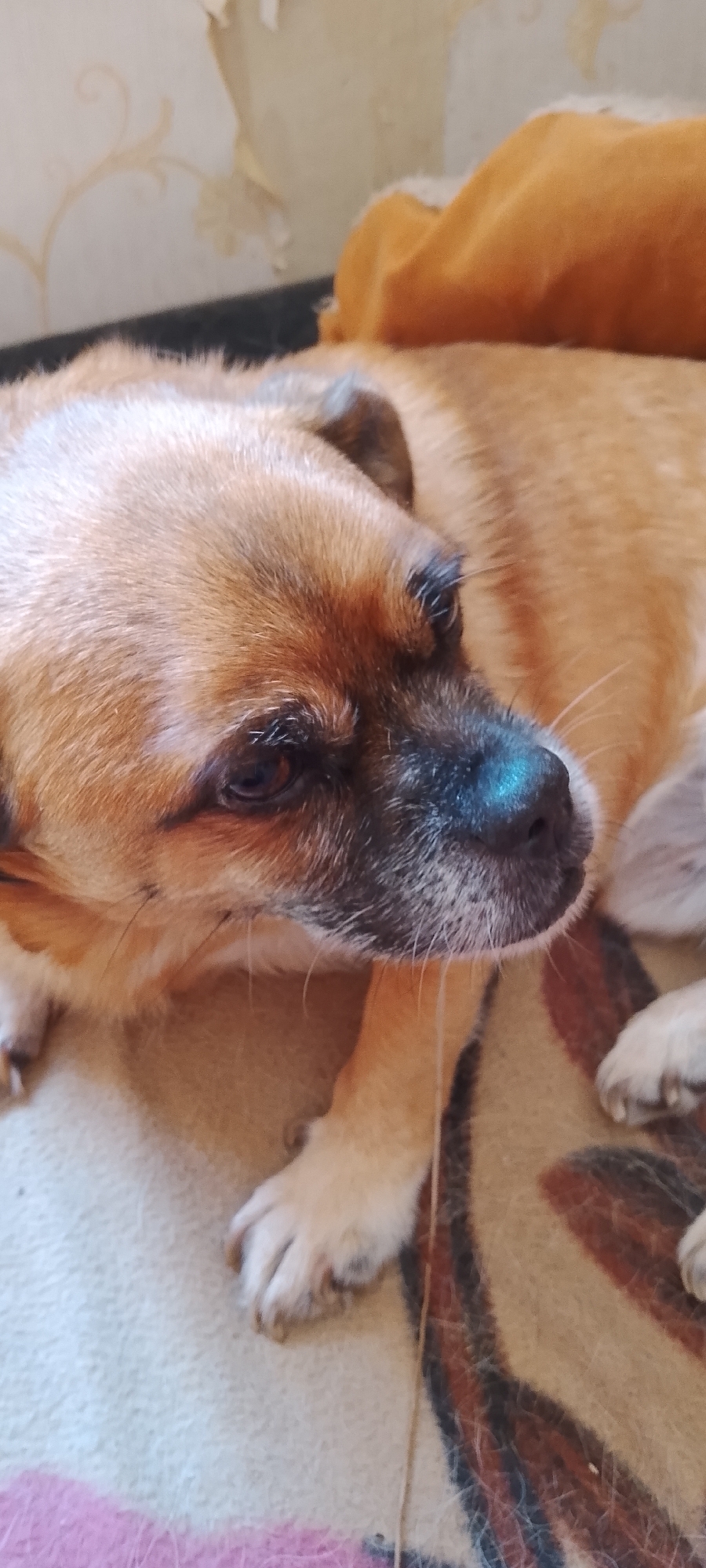The image shows a close-up of a small, tan-colored dog with dark markings around its nose and eyes, resting on a patterned blanket. The dog's head is slightly tilted, and its eyes are looking off to the side. The background consists of a wall with peeling wallpaper, suggesting an indoor setting. The image does not provide any information or visual cues to determine its location within the city of Belgorod, Russia, or any specific details about the environment beyond what is visible of the dog and its immediate surroundings.
