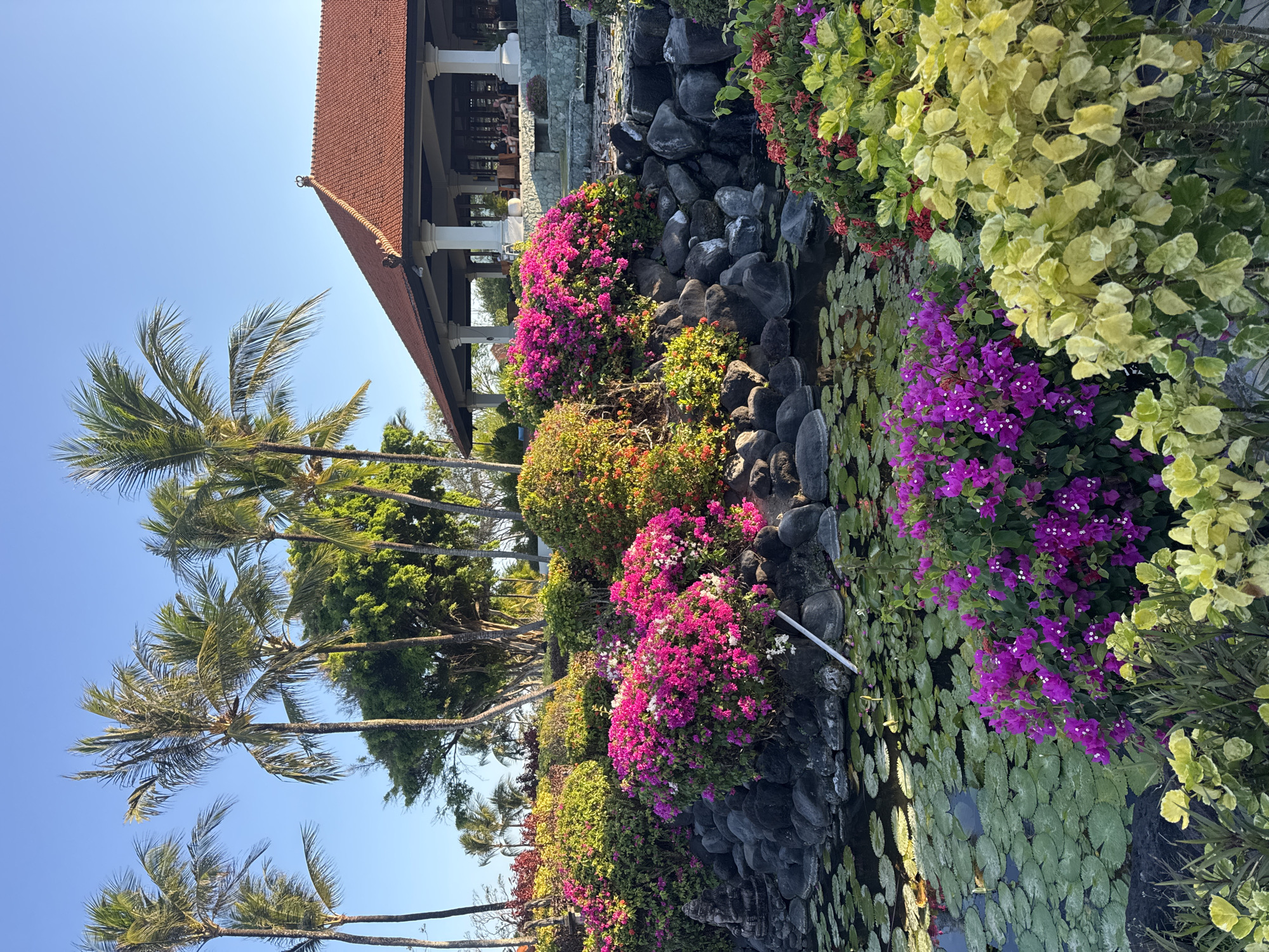 The image depicts a serene outdoor scene at the Discovery Kartika Plaza Hotel in Kuta Selatan, Indonesia. A tranquil pond filled with lily pads is in the foreground, bordered by lush, colorful bougainvillea bushes in vibrant pinks and purples. The pond is surrounded by dark, rounded volcanic rocks. Behind the pond, a man-made waterfall cascades down the rocks. In the background, a building with a terracotta tile roof and white pillars stands under a clear blue sky, with palm trees and green foliage visible around it. Several people are seated at tables on the building's veranda. The overall atmosphere is peaceful and tropical.
