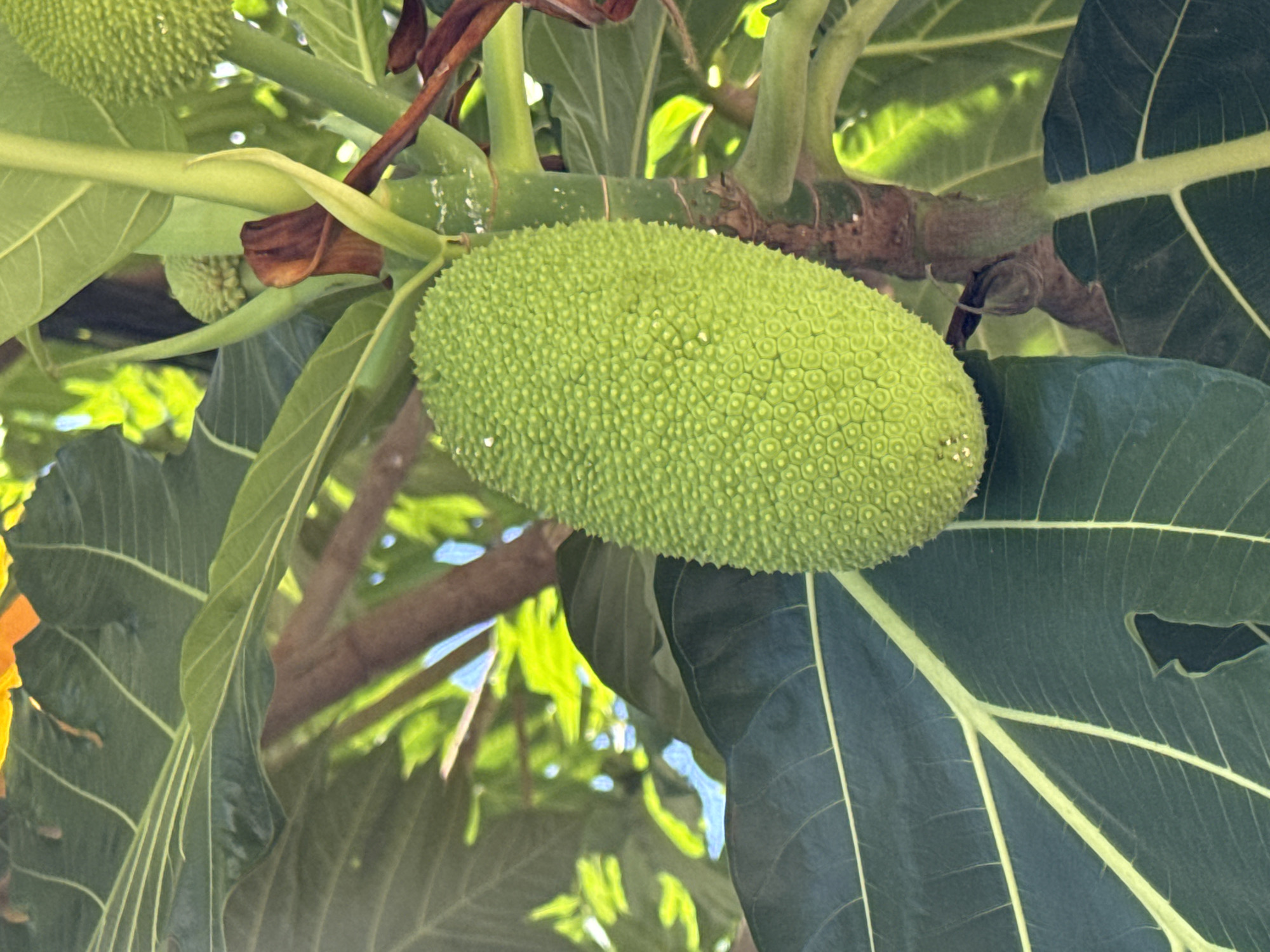 This is a close-up, eye-level, outdoor shot of a large, green, unripe breadfruit hanging from a tree branch. The breadfruit is oval-shaped with a bumpy, textured rind. It is surrounded by large, dark green leaves with prominent lighter green veins. Sunlight filters through the leaves, creating dappled light and casting shadows. The background is softly blurred, showing more greenery and tree branches. The scene appears to be in a tropical or subtropical environment. The image does not depict any people or actions. The location in Bac Nha Trang Ward, Vietnam, is inferred, but not visually verifiable from the image alone.