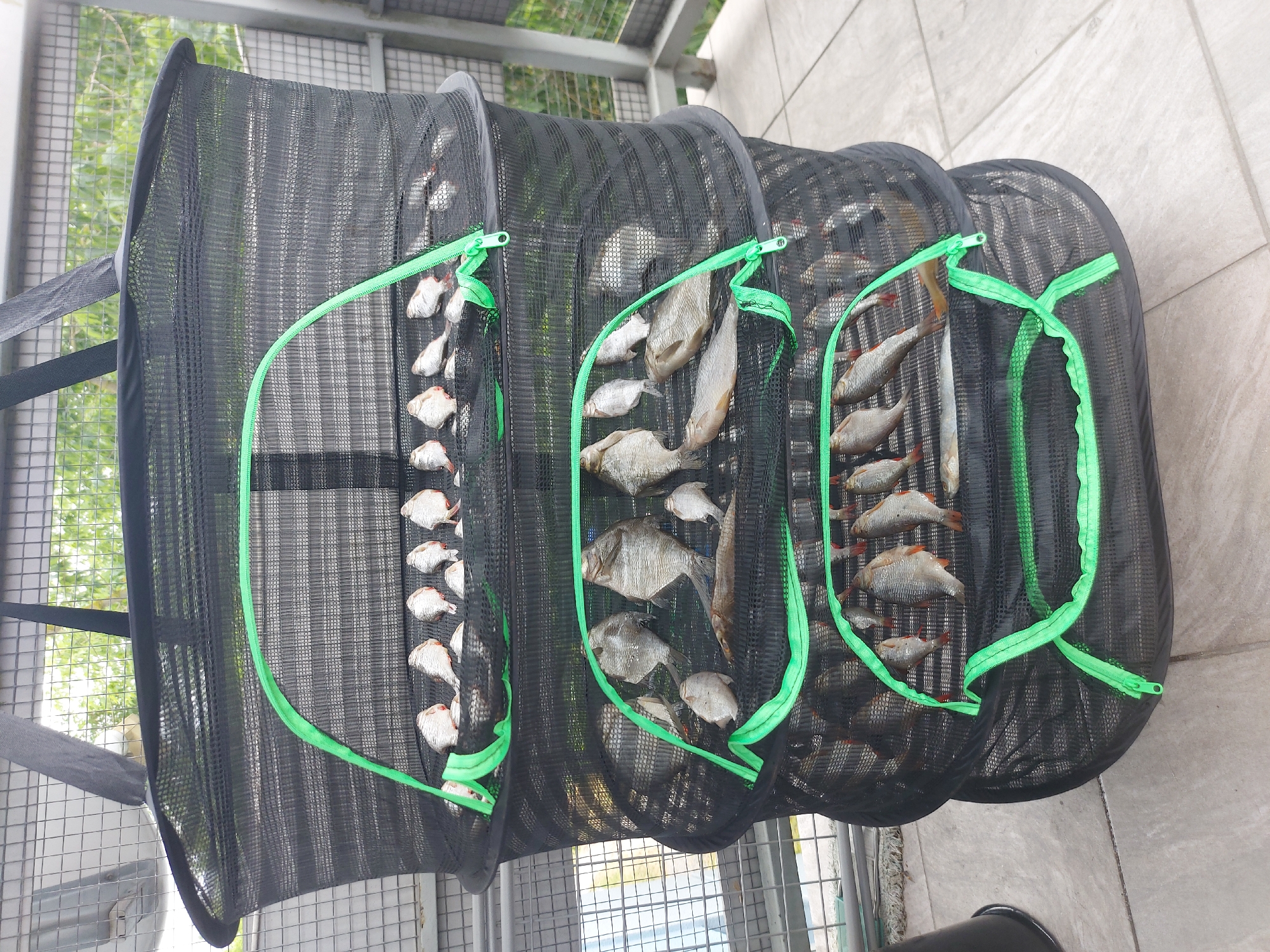 The image displays a three-tiered drying net filled with numerous small fish. The net is black with bright green trim and zippers. The fish appear to be laid out on each of the three shelves, with some of them spread open. The net is suspended outdoors, likely on a balcony or patio, as evidenced by the tiled flooring and a metal railing in the background. Vegetation is visible beyond the railing, suggesting an outdoor urban environment. The scene is consistent with the drying of fish, possibly for consumption or preservation, in Bydgoszcz, Poland. There are no people or animals visible in the image.
