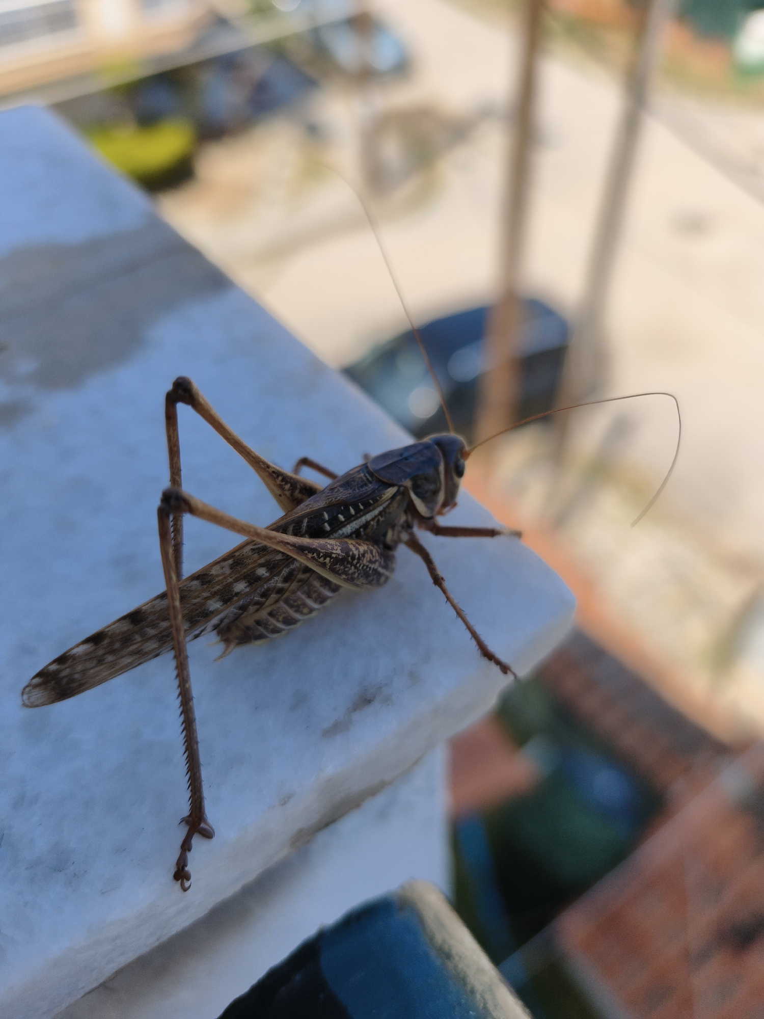 The image shows a close-up of a brown grasshopper perched on a white ledge. The grasshopper is facing left, with its hind legs extended. Its wings are folded and appear to be patterned. The background is blurred and shows a view of what appears to be a residential area with buildings and a car. There are no people or visible signs of human activity in the immediate vicinity of the grasshopper. The lighting suggests it is daytime. The location is specified as the Kassandra Municipal Unit, Greece.