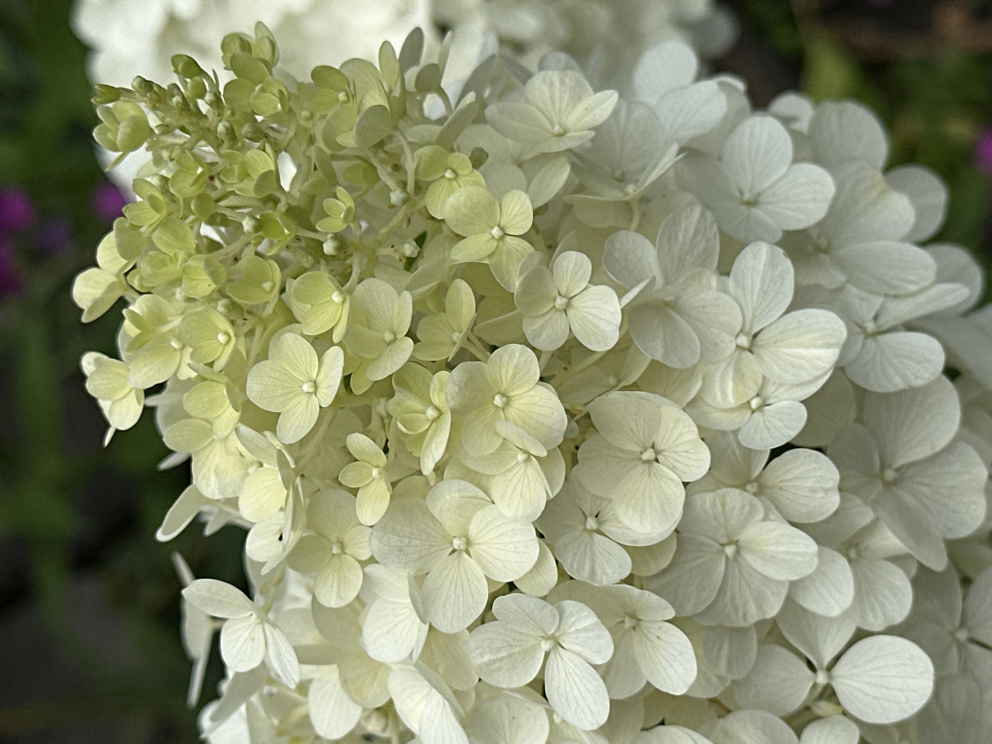 A close-up, vertical shot shows a cluster of white and pale green hydrangeas in bloom. The flowers are tightly packed, with many small, delicate petals forming a conical shape. The top of the cluster has a lighter, greenish hue, while the lower portion transitions to a pure white. Some of the petals appear slightly translucent, with visible veins. The background is softly blurred, with dark green foliage and hints of purple flowers suggesting an outdoor garden setting. The image is focused on the texture and intricate details of the hydrangea blooms.