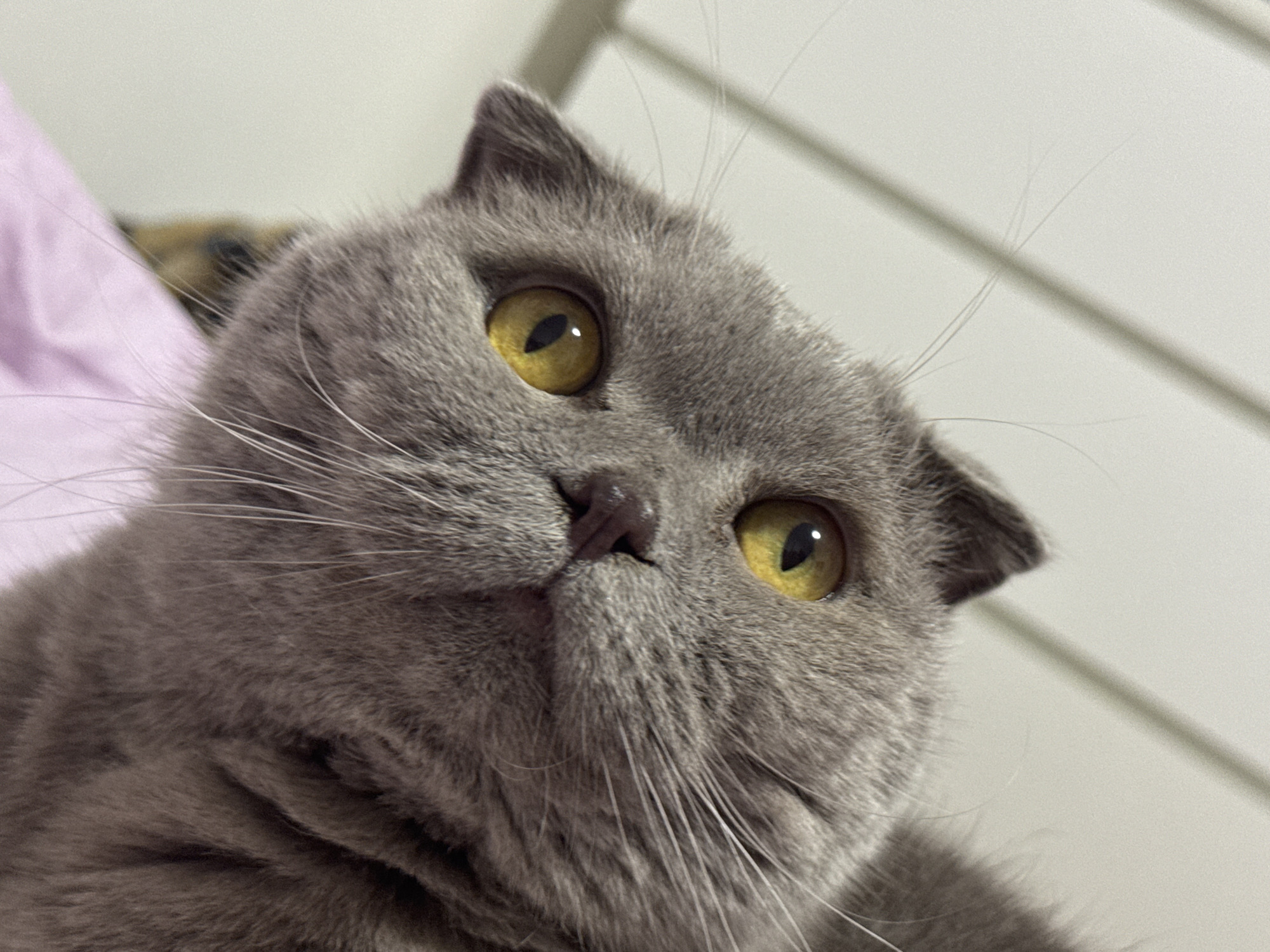 The image shows a close-up of a grey Scottish Fold cat with bright yellow eyes. The cat's ears are folded forward, and its fur appears soft and fluffy. The background is a light, textured surface, possibly a wall with horizontal lines, and a hint of a pinkish object on the left side of the frame. There is no indication of the city of Kyiv, Ukraine, or any other specific location in this image. The cat is the sole subject, and its expression is curious and direct.