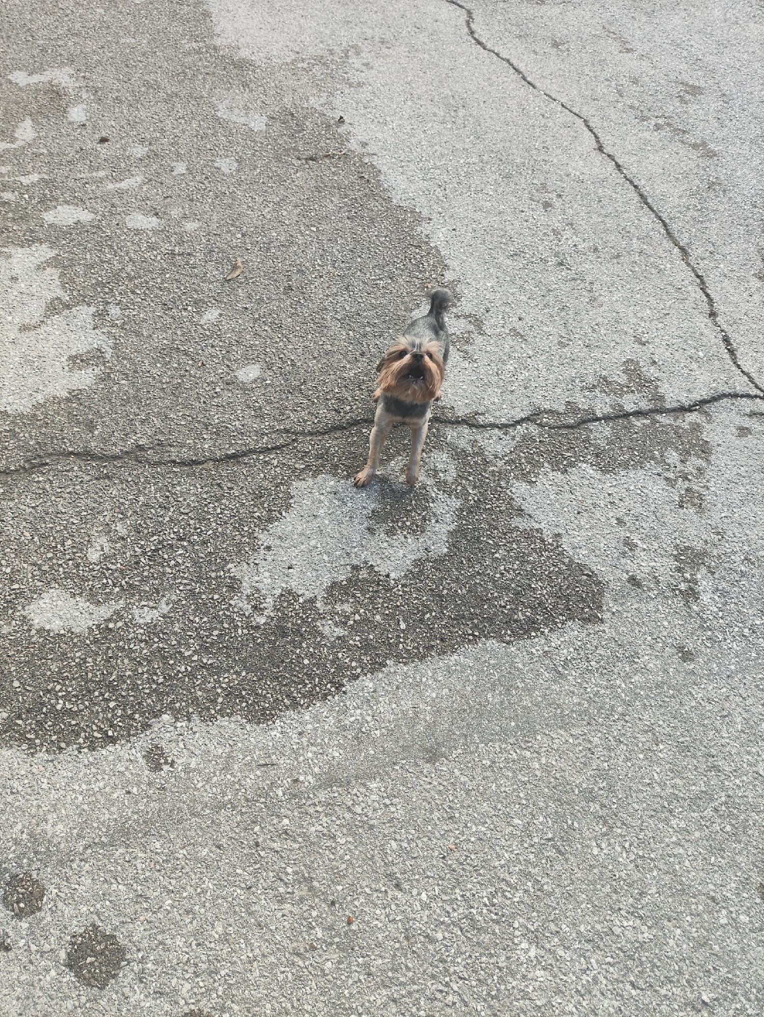 A small dog, possibly a Yorkshire Terrier, stands on cracked asphalt. The asphalt has areas of dark staining, possibly from water or oil. The dog is facing upwards and appears to be looking at the camera. The background is entirely composed of the asphalt surface, with no other objects or features visible. The scene is outdoors, and the lighting suggests it is daytime. The location is identified as the Massandrovsky village council in Ukraine.