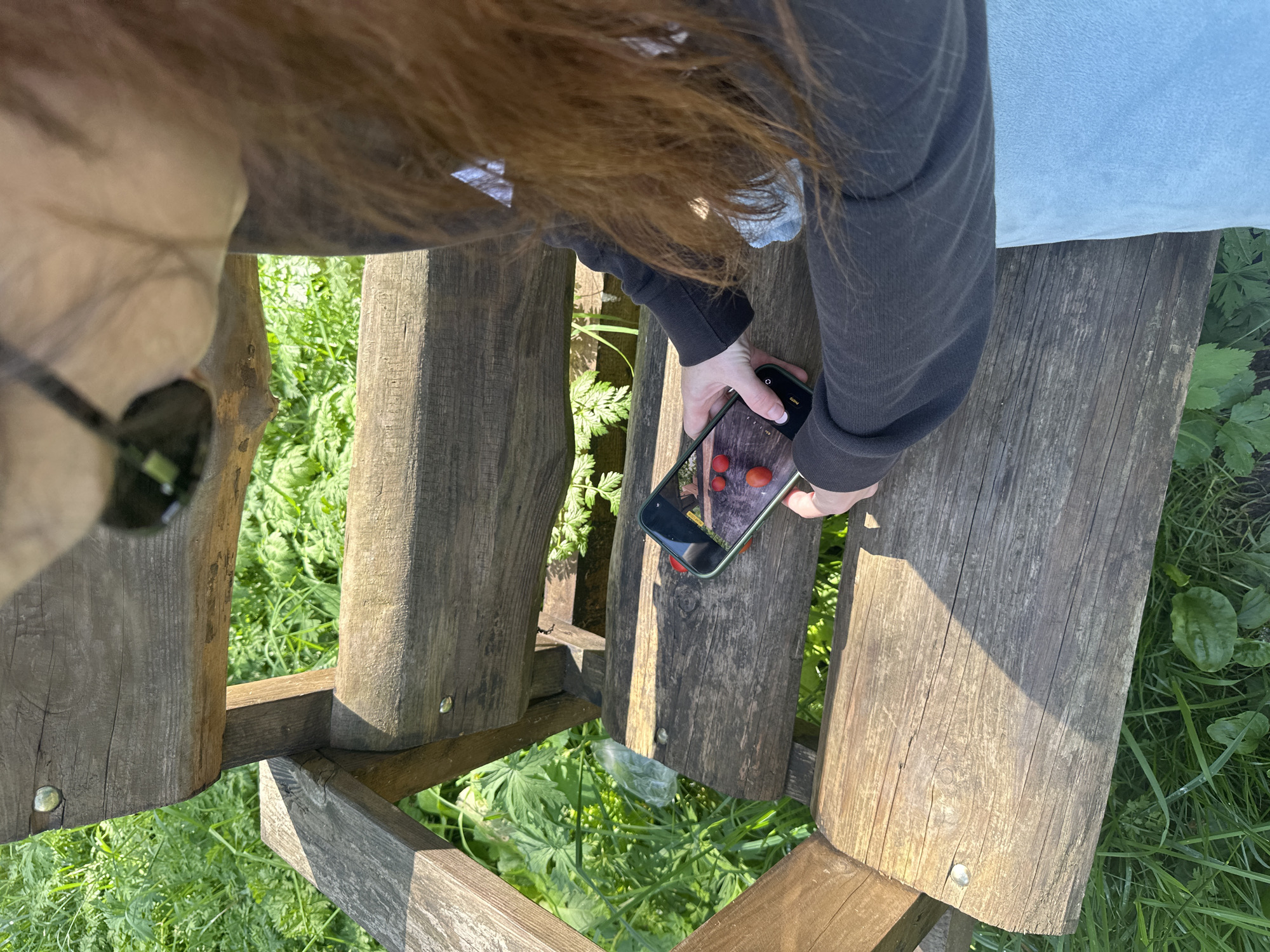A person with long, auburn hair is sitting on a rustic wooden bench outdoors. They are holding a smartphone in their hands, and the phone's screen is visible, displaying an image of several red berries on the bench. The bench appears weathered, with visible grain and some minor imperfections. Surrounding the bench is lush green vegetation, suggesting a park or natural setting. The lighting indicates it is daytime, with sunlight casting shadows on the wooden surface of the bench. The person is wearing a dark-colored hooded sweatshirt and a light blue garment. No specific landmarks or signs that would indicate the location in Minsk, Belarus, are visible.