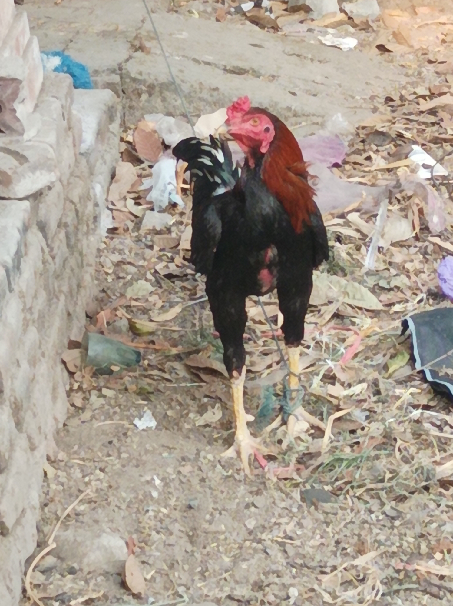 The image depicts a single rooster standing on rocky, debris-strewn ground. The rooster is predominantly black with a reddish-brown neck and head, featuring a red comb and wattle. Its legs are yellow, and its feet are visible. The background consists of dry leaves, twigs, and various discarded items, including plastic bags, a light blue plastic object, and a green plastic bottle. To the left of the rooster is a rough, stone wall. The scene appears to be an outdoor area, possibly in a rural or less maintained urban setting within Poko, Indonesia. The lighting suggests it is daytime, but the overall impression is one of untidiness. There are no people visible in the image.