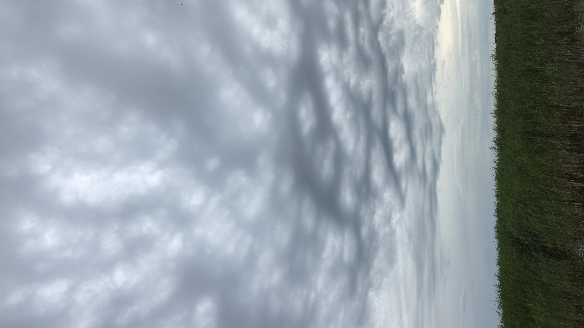 A wide shot depicts a sky filled with dark, undulating clouds, resembling a mackerel sky, over a dense line of green reeds. The reeds extend horizontally across the lower portion of the frame, with hints of water visible at their base. The upper two-thirds of the image are dominated by the overcast sky, with varying shades of grey and white in the cloud formations. The scene is likely a natural landscape, potentially a marsh or lakeside, in the vicinity of Kupoyarovo, Russia. There are no people or discernible actions taking place within the frame.