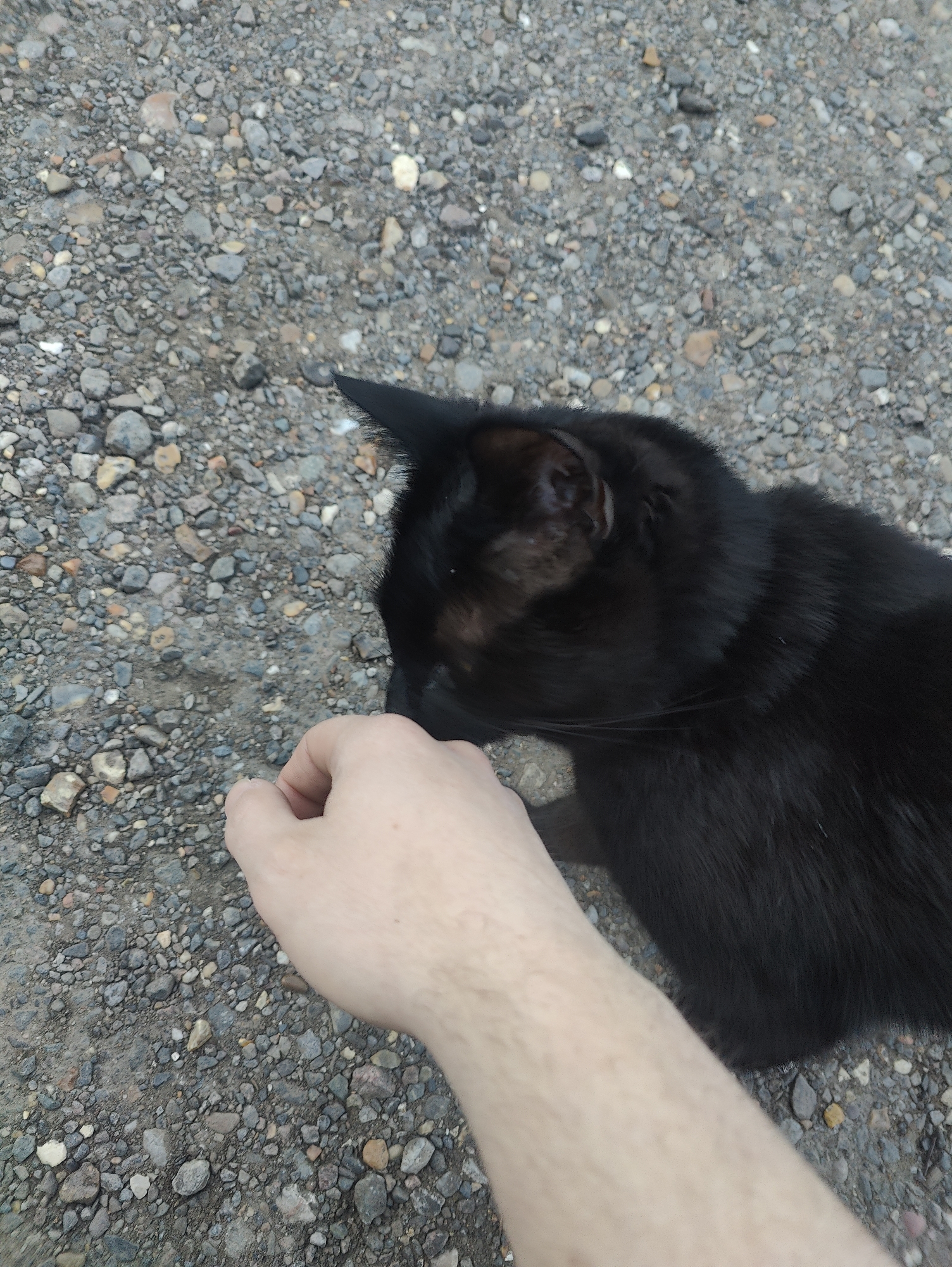 A person's hand is extended toward a black cat on a ground covered with small pebbles. The scene's location cannot be identified as being in East Suffolk, United Kingdom, from the information provided in the image.