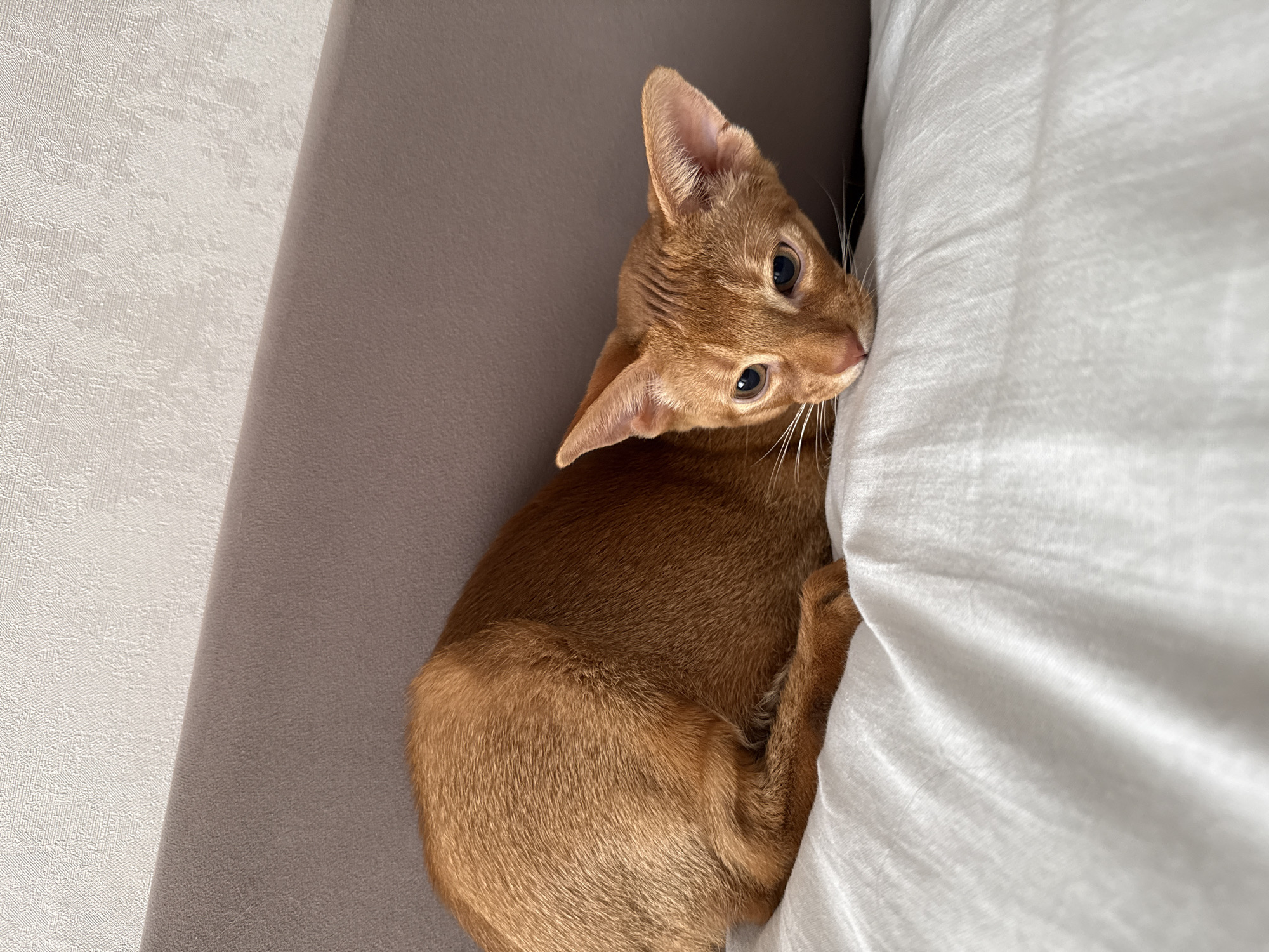 An orange cat with large ears rests on a white linen surface, leaning its head on a textured, neutral-colored couch. The cat's body is mostly visible, curled up to the left of the frame, with its face turned towards the viewer. Its eyes are open and dark, and its whiskers are prominent. The background consists of the couch and a textured wall. The scene is indoors, on what appears to be a bed or sofa. There is no information or visual evidence to suggest this image is located in the city of Stary Oskol, Russia.