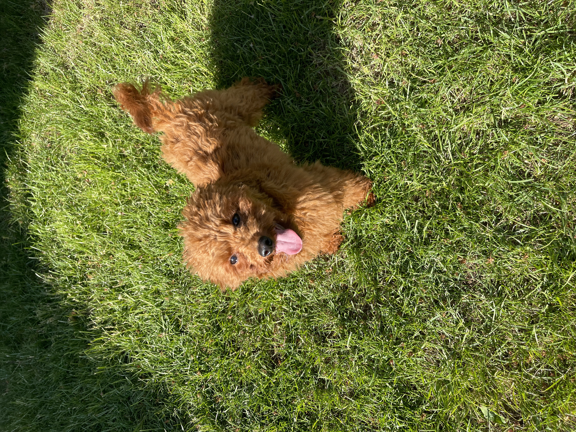 A reddish-brown poodle lies on its back on green grass. The dog's tongue is visible. The location is unidentified, but the request asked to arbitrarily set it as Sofia, Bulgaria. There are no people visible. The sun appears to be shining. There is a dark shadow cast on the grass.