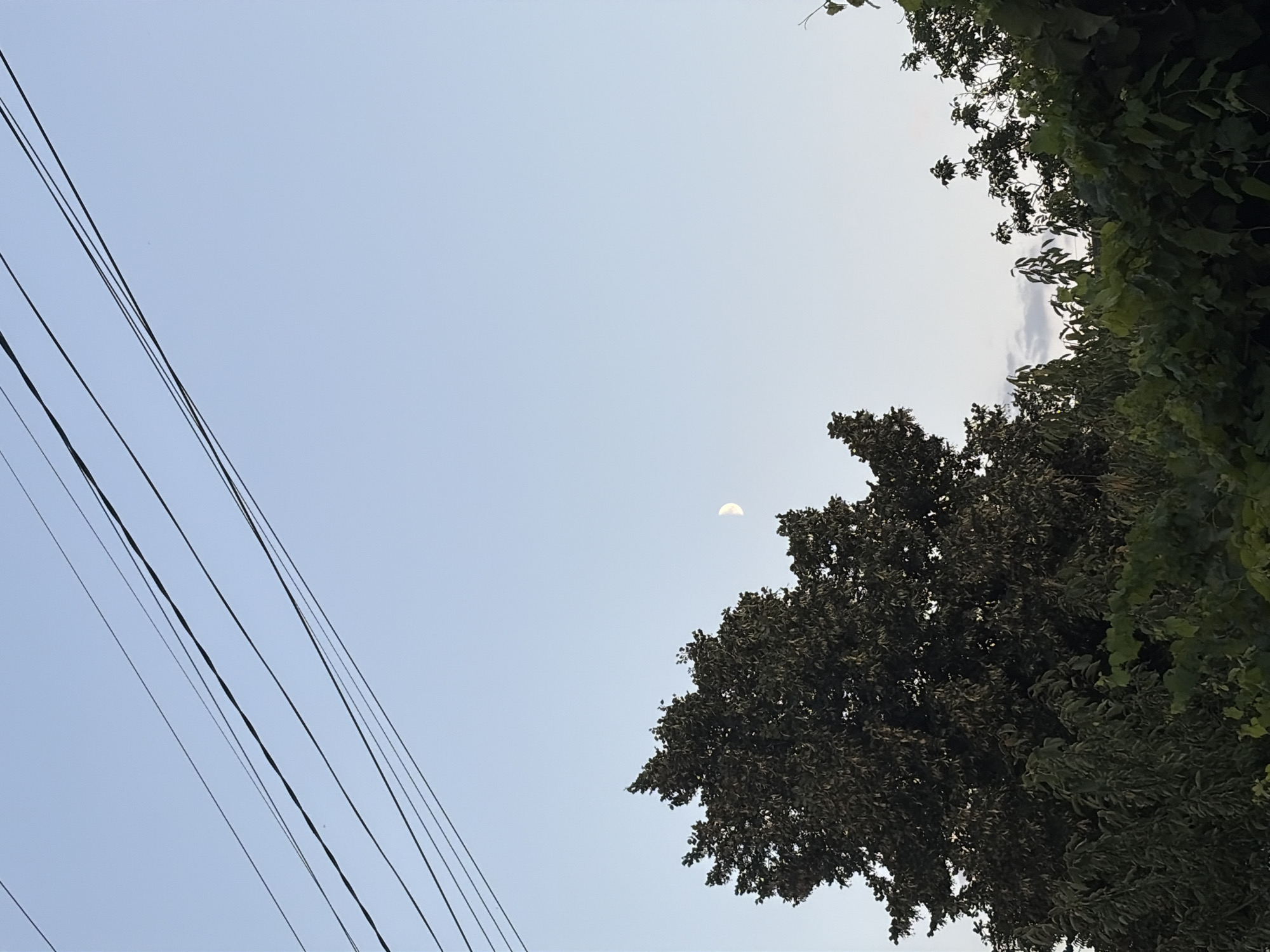 The image depicts a clear sky with several power lines stretching diagonally across the top. A crescent moon is visible in the upper right quadrant of the frame. In the lower portion of the image, a dense canopy of dark green trees and foliage fills the bottom half, with a larger, darker tree dominating the left side and a scattering of lighter green leaves and branches on the right. The scene is set against a pale blue sky, indicating either early morning or late evening. The location is identified as Oxentea, Moldova. No people or actions are depicted.
