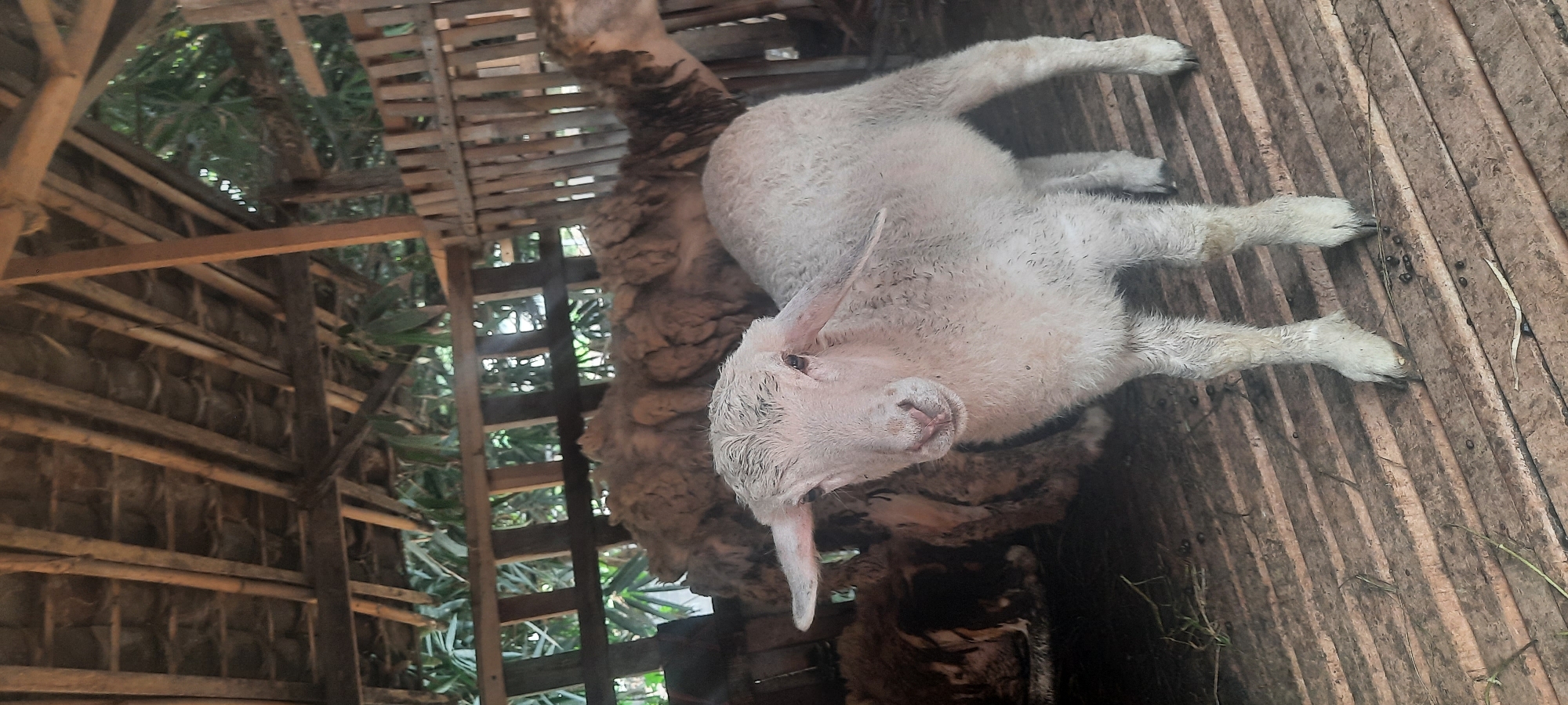 An albino sheep stands in a rustic wooden pen, its pale wool damp and matted. The pen has a thatched roof supported by bamboo poles and is enclosed by wooden slats. In the background, other sheep, some with darker wool, huddle together. The floor of the pen is made of wooden planks, littered with dry grass and sheep droppings. The overall environment suggests a rural setting, possibly a farm or livestock enclosure in Ploso, Indonesia.