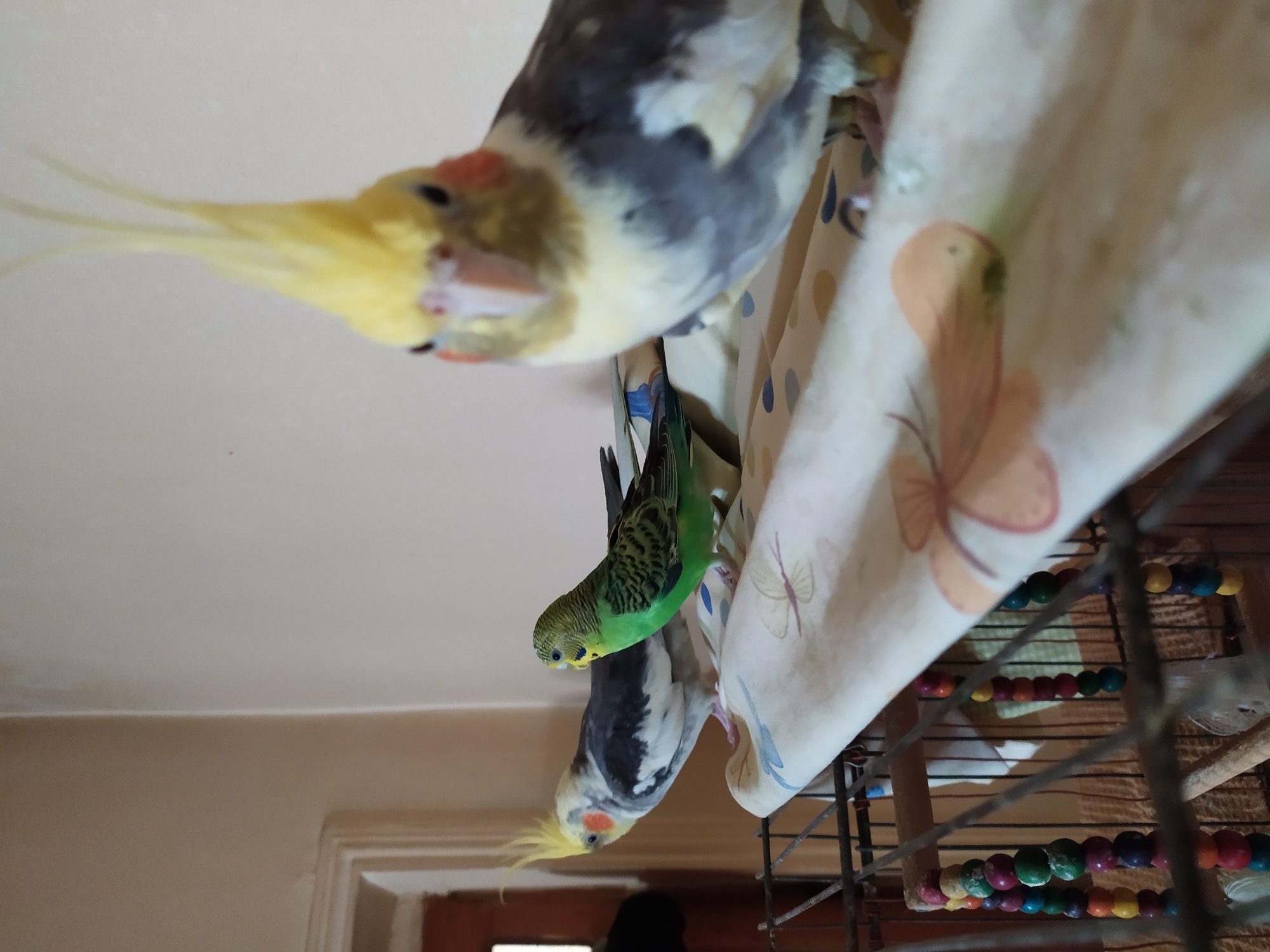 Three birds are perched on a fabric-covered surface within a cage. In the foreground, a cockatiel with a yellow crest and white and gray plumage is facing the camera, its head slightly tilted. To the left and further back, another cockatiel with similar coloring is also looking towards the camera. Between the two cockatiels and slightly to the right, a green budgerigar is positioned, facing left. The fabric surface is light-colored with a pattern of orange and brown floral motifs. The background consists of a pale wall and a doorframe. The cage bars are visible in the lower portion of the image, along with colorful beaded toys hanging from the top. The lighting suggests an indoor setting. The image does not contain any information about the city of Bilajari, Azerbaijan, or any elements that would place it there.