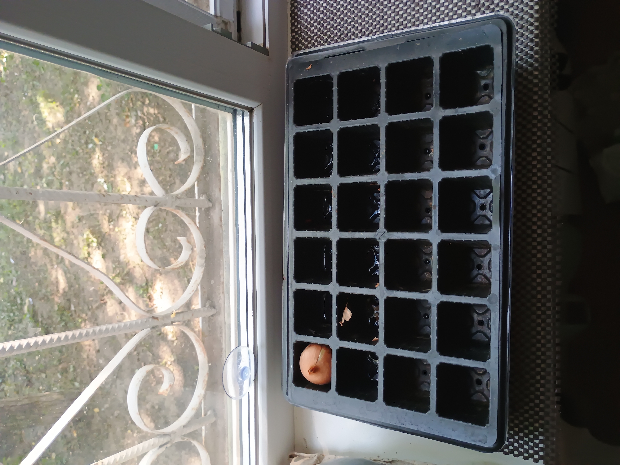 A top-down view shows a seedling tray with 24 individual cells, positioned on a patterned surface next to a window. The seedling tray is mostly empty, with one small, light-brown onion bulb placed in the bottom left cell. The window has white decorative bars and a clear view of the outdoors, which appears to be a dry, dusty ground with some scattered green foliage. Sunlight streams in through the window, suggesting it is daytime and likely sunny. The scene appears to be set indoors, near a window, possibly in a home or greenhouse in Zaporizhzhia, Ukraine. There is a clear suction cup attached to the windowpane to the left of the seedling tray. No text is visible in the image.