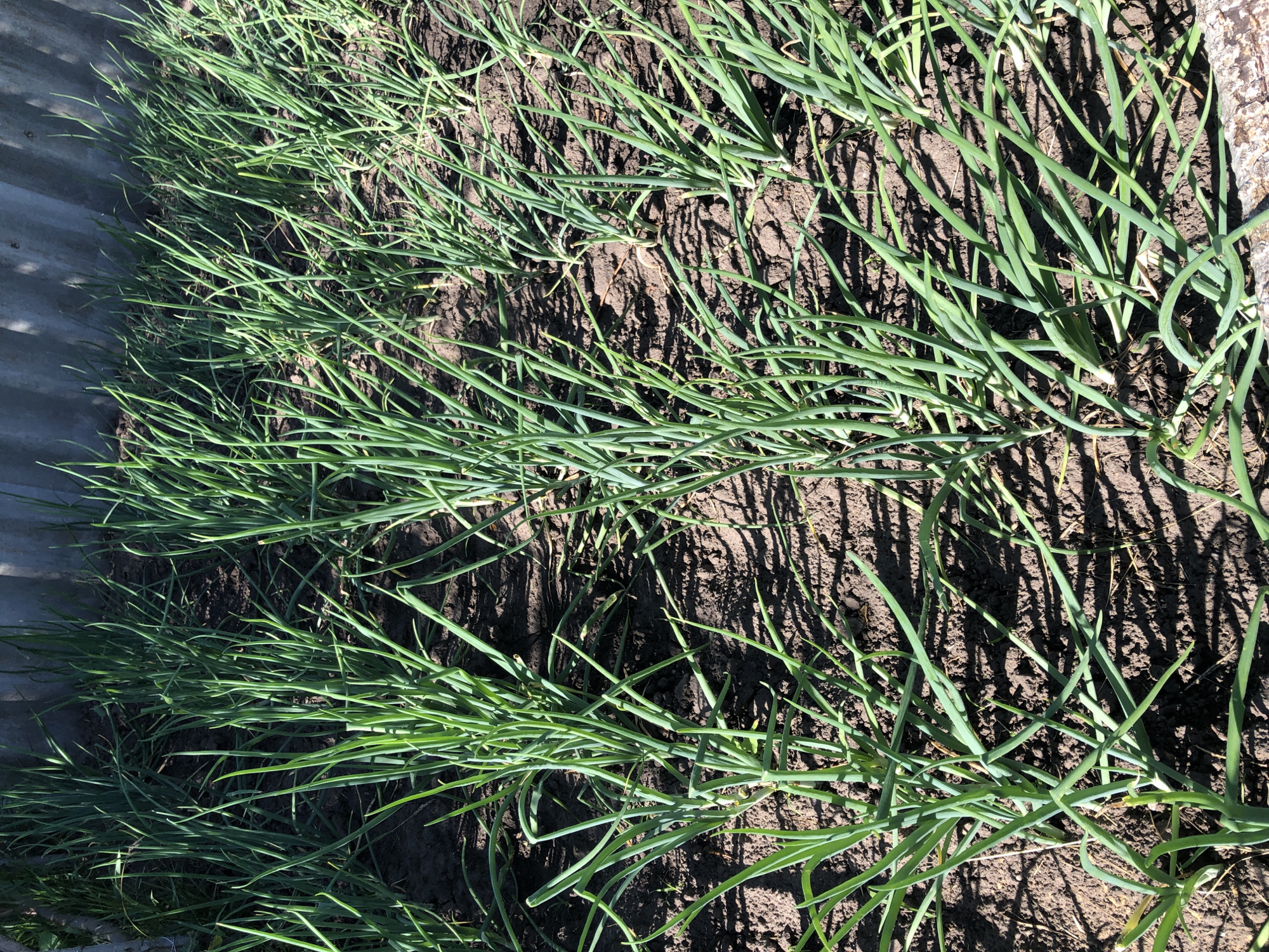 The image shows a garden bed with rows of young green onions growing in dark soil. The onions are slender and green, with long, straight leaves. The soil appears to be tilled and somewhat dry. In the background, there is a corrugated metal fence, possibly a shed or boundary wall. The scene is outdoors, under bright sunlight, casting distinct shadows from the onion plants onto the soil. The location is identified as Khmilnytsia, Ukraine. No people or animals are present in the image. The overall impression is of a neatly maintained garden in its early stages of growth.