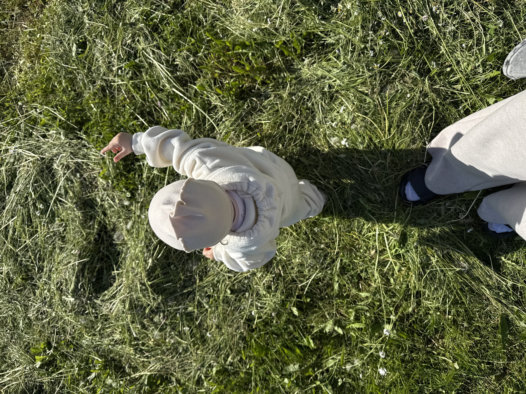 This overhead image captures a small child and an adult in a grassy outdoor setting, likely in Красный Маяк, Russia. The scene is dominated by vibrant green grass, which appears quite tall and natural, possibly a field or meadow, with some dry stalks and small white flowers interspersed.
A young child, dressed in a light-colored (cream or off-white) hooded top and a matching hat, is positioned in the upper-center of the frame. Their left arm is extended forward and slightly downwards, with a finger pointing towards something on the ground in the grass, indicating curiosity or an attempt to interact with their surroundings. The child's face is obscured by the hat.
To the right side of the frame, the lower part of an adult's leg and foot are visible. The adult is wearing light-colored pants and dark sandals with white socks, suggesting they are standing nearby, likely supervising or accompanying the child.
The strong, well-defined shadows cast by both the child and the adult's leg indicate bright, direct sunlight, suggesting a clear and sunny day, possibly during the morning or late afternoon. The overall impression is one of a peaceful outdoor activity or exploration in a natural environment. There is no visible text in the image.