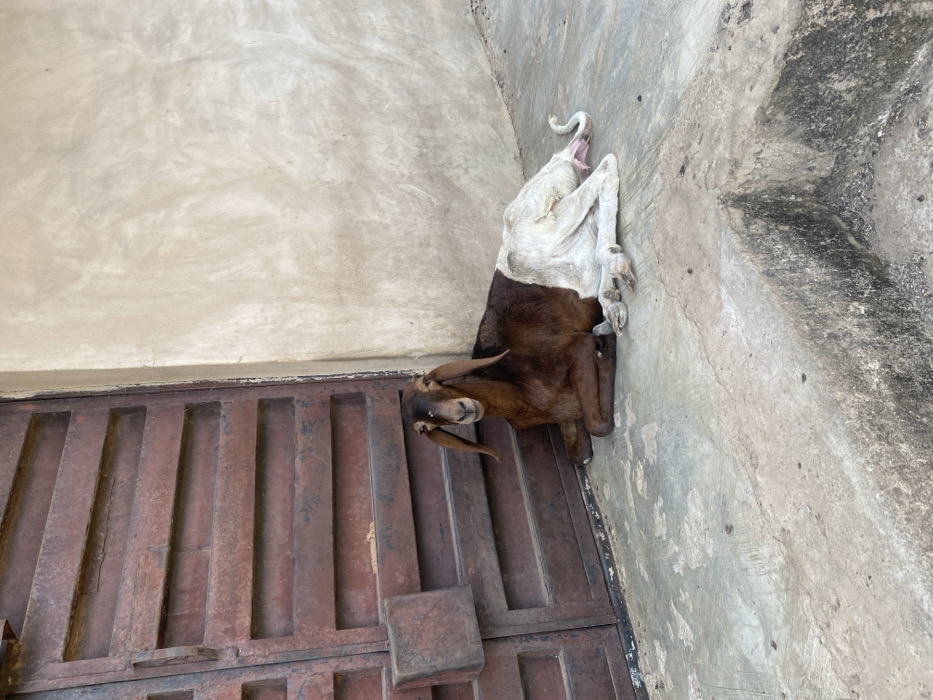 An adult, bicolored goat is observed resting on a concrete surface in an outdoor or semi-sheltered area within Fajo 2 Division Range, Nigeria. The goat's head, neck, and front torso are dark brown, transitioning to an off-white coloration for its rear torso, hind legs, and tail. It possesses long, floppy ears and is positioned with its legs folded beneath it, its head upright and facing slightly towards the viewer. To the goat's left is a weathered, dark brown metal gate or door featuring horizontal paneling and a square latch mechanism. To its right is a plain, light beige, textured wall. The concrete ground exhibits wear and discoloration, with a raised concrete step or curb visible in the foreground.