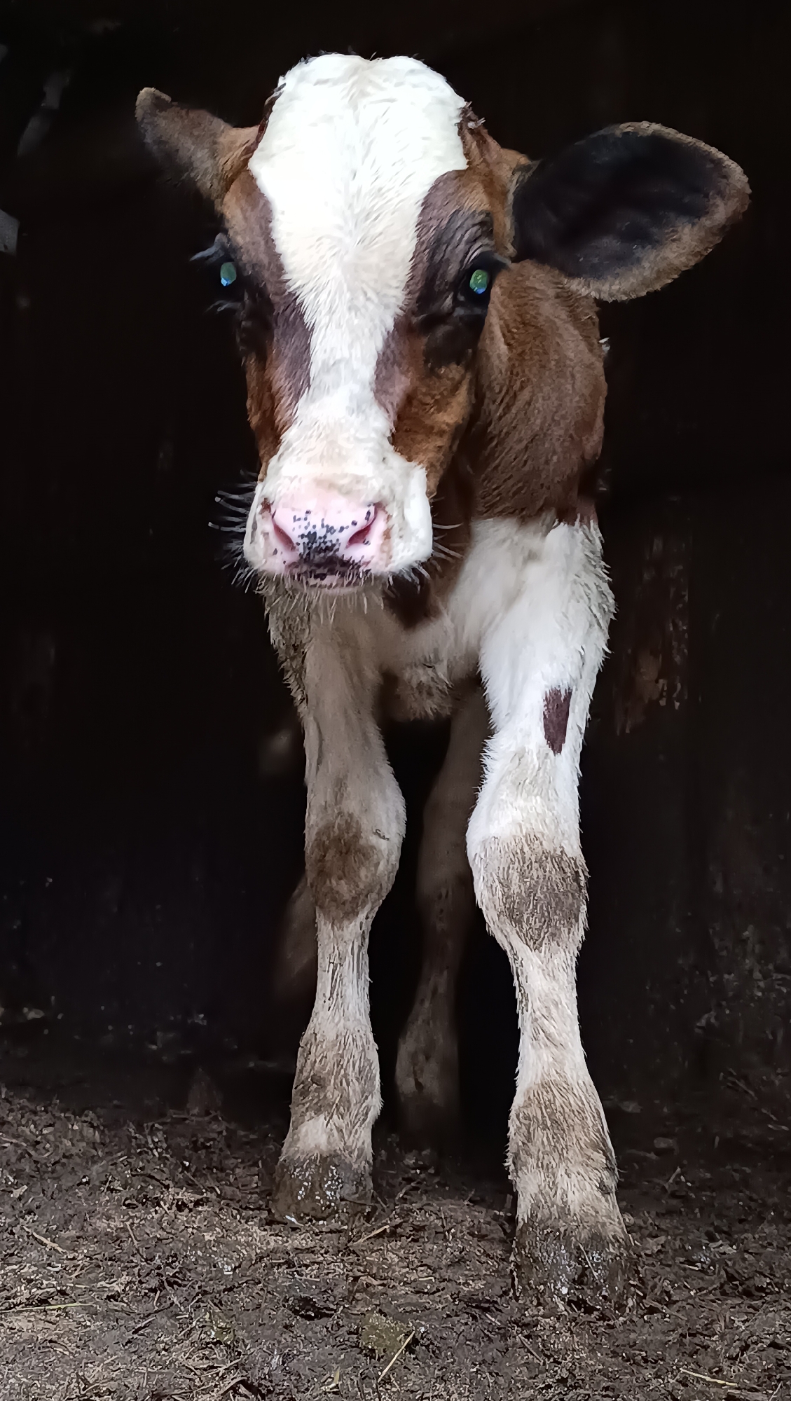 A young calf stands facing the camera in a dark, muddy enclosure. The calf has brown and white markings on its face and body, with striking green eyes. Its legs and hooves are covered in mud. The ground beneath the calf is a mixture of dirt and straw. There are no people or other animals visible in the image. The environment appears to be a barn or stable. The location in the city of Karsha, Russia is not discernible from the image.