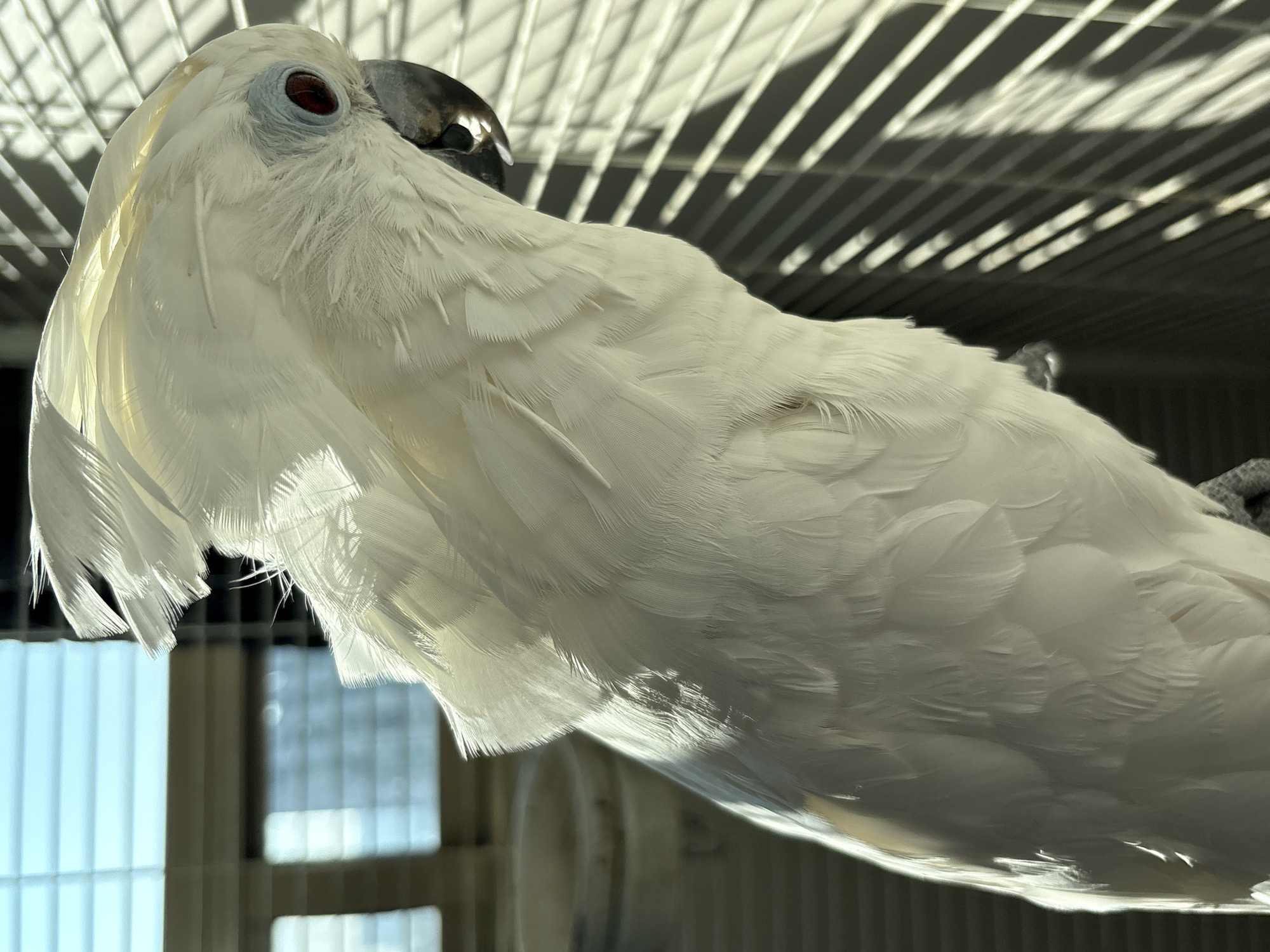 A white umbrella cockatoo with a grey beak and a reddish-brown eye perches on something grey, inside what appears to be a cage based on the bars visible behind the bird. The cage is likely located near a window, with bright light filtering through the bars. The location appears to be Jesús del Monte, Mexico.