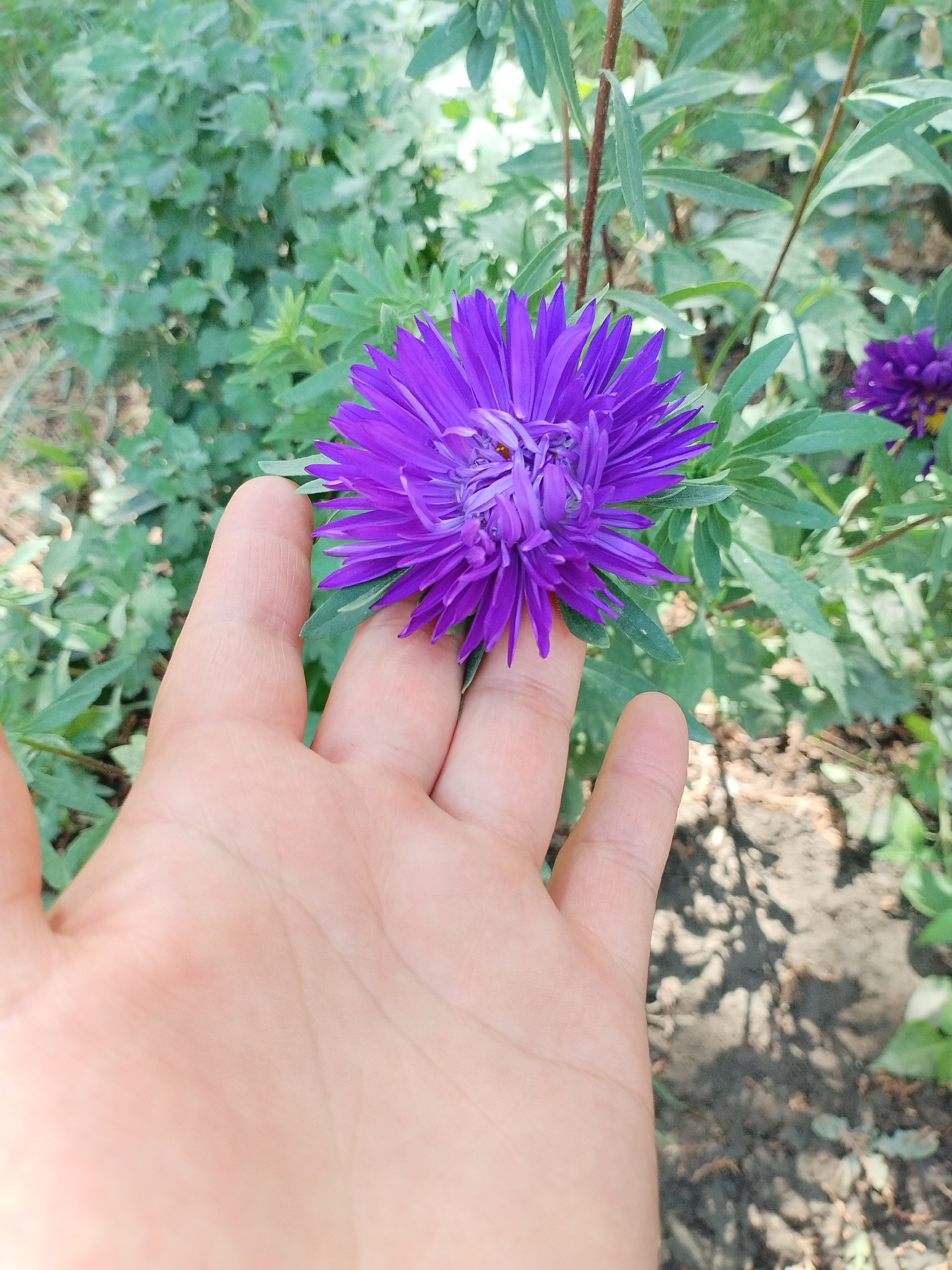 In the foreground, a person's left hand is held up, palm facing the camera. The hand appears to be light-skinned and is slightly blurred. Positioned directly in front of the palm is a single, vibrant purple aster flower, its petals radiating outwards. The flower is in sharp focus. Behind the hand and flower, the background consists of green foliage and some brown soil. In the upper right quadrant of the image, another purple aster flower, smaller and slightly out of focus, is visible amongst the leaves. The scene depicts a close-up view of a hand interacting with a flower in a garden setting. The provided metadata specifies the location as Kyzyl-Kyya, Kyrgyzstan.