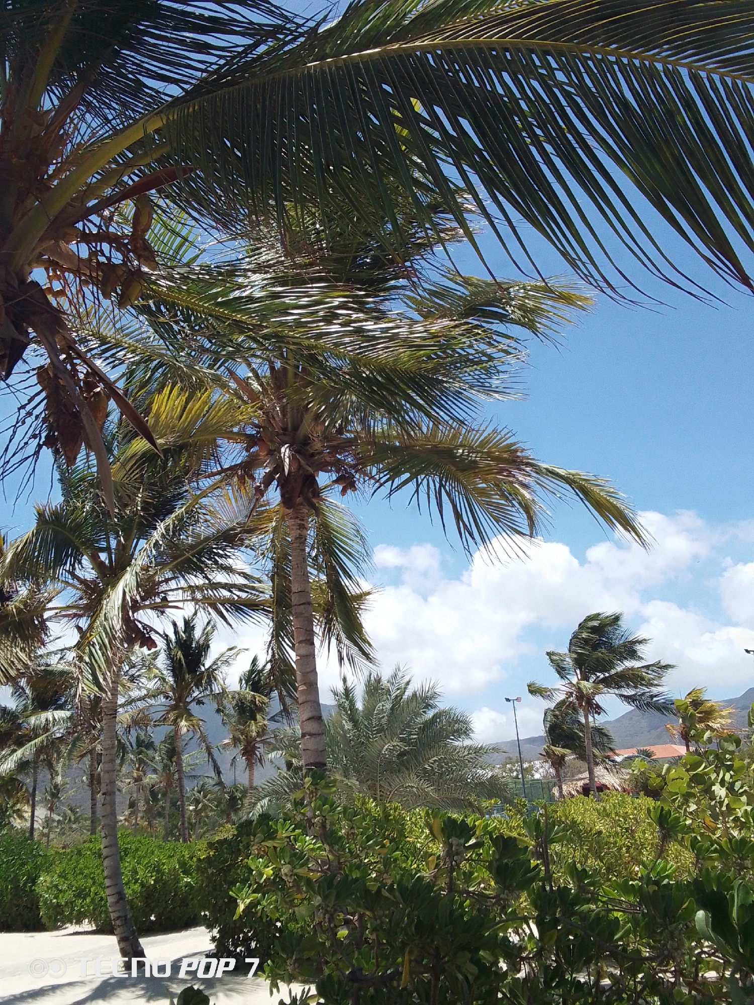 The image depicts a beach scene in Pedro González, Venezuela, dominated by palm trees. The sky is partly cloudy with a clear blue hue. The foreground features lush greenery, possibly shrubs and bushes, obscuring part of the sandy beach. Several palm trees of varying heights are visible, with their fronds swaying in what appears to be a moderate breeze. The trunks of some of the trees are clearly visible in the foreground. In the background, a few buildings and a mountainous landscape can be seen.