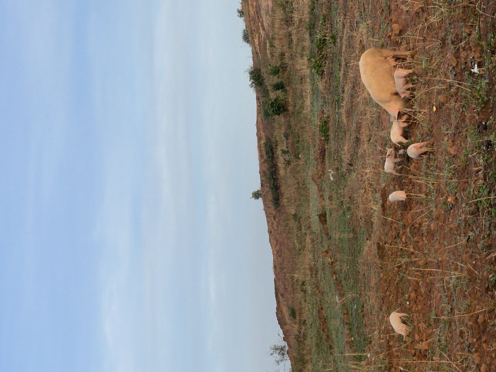 The image depicts a sow with several piglets on a hillside. The hillside appears to be sparsely vegetated with grasses and small shrubs, and the ground is primarily brown soil. In the distance, there is a blue sky. The location is Jos, Nigeria.