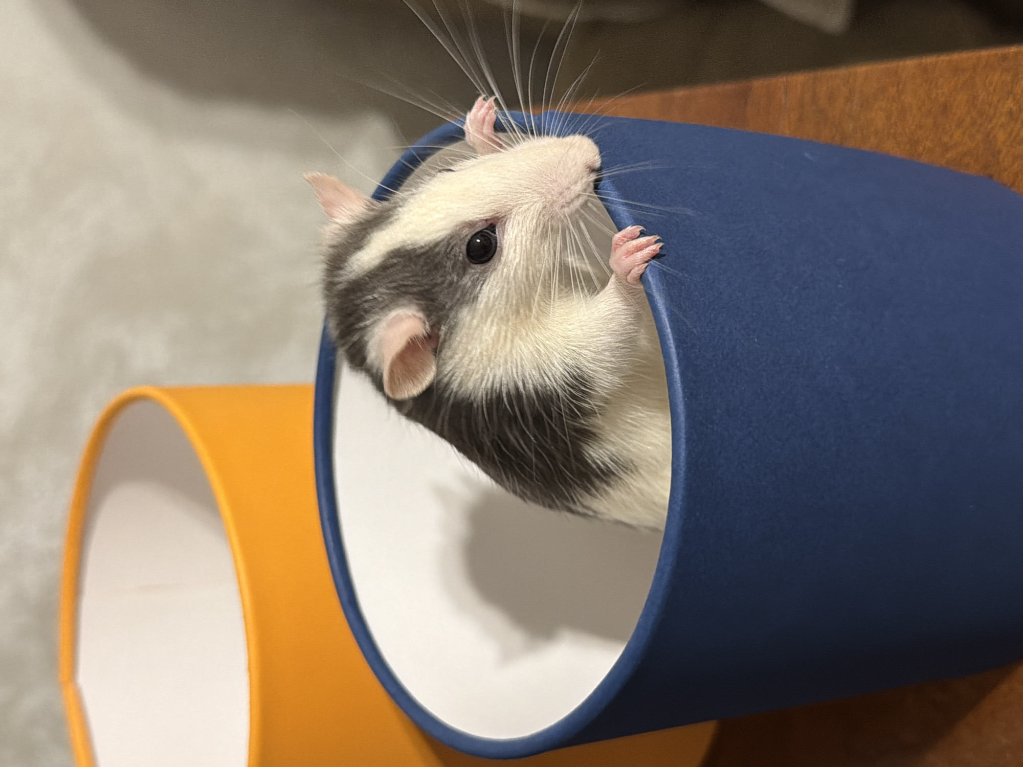 A small, bi-colored animal, likely a sugar glider or dwarf hamster, is captured peeking out from the end of a blue cylindrical tube. The animal features white fur on its face, belly, and paws, with a striking contrast of dark grey or black fur on its back and sides. Its large, dark eyes appear alert and curious, complemented by an array of prominent, fanned-out whiskers. Tiny pink paws are visible, gripping the inner rim of the blue tube.
Partially visible behind and to the left of the blue tube is an orange cylindrical tube, suggesting a series of tunnels or a multi-part play environment. Both tubes are made of a rigid, smooth material. The background is blurred, showing a light, neutral-toned surface on the left and a darker, possibly wooden, surface on the right, indicating an indoor setting. The lighting is soft and even, illuminating the animal's delicate features and the textures of the tubes. The animal appears to be in a moment of playful exploration. No text is visible in the media. The location context for this image is Chaikovsky, Russia.