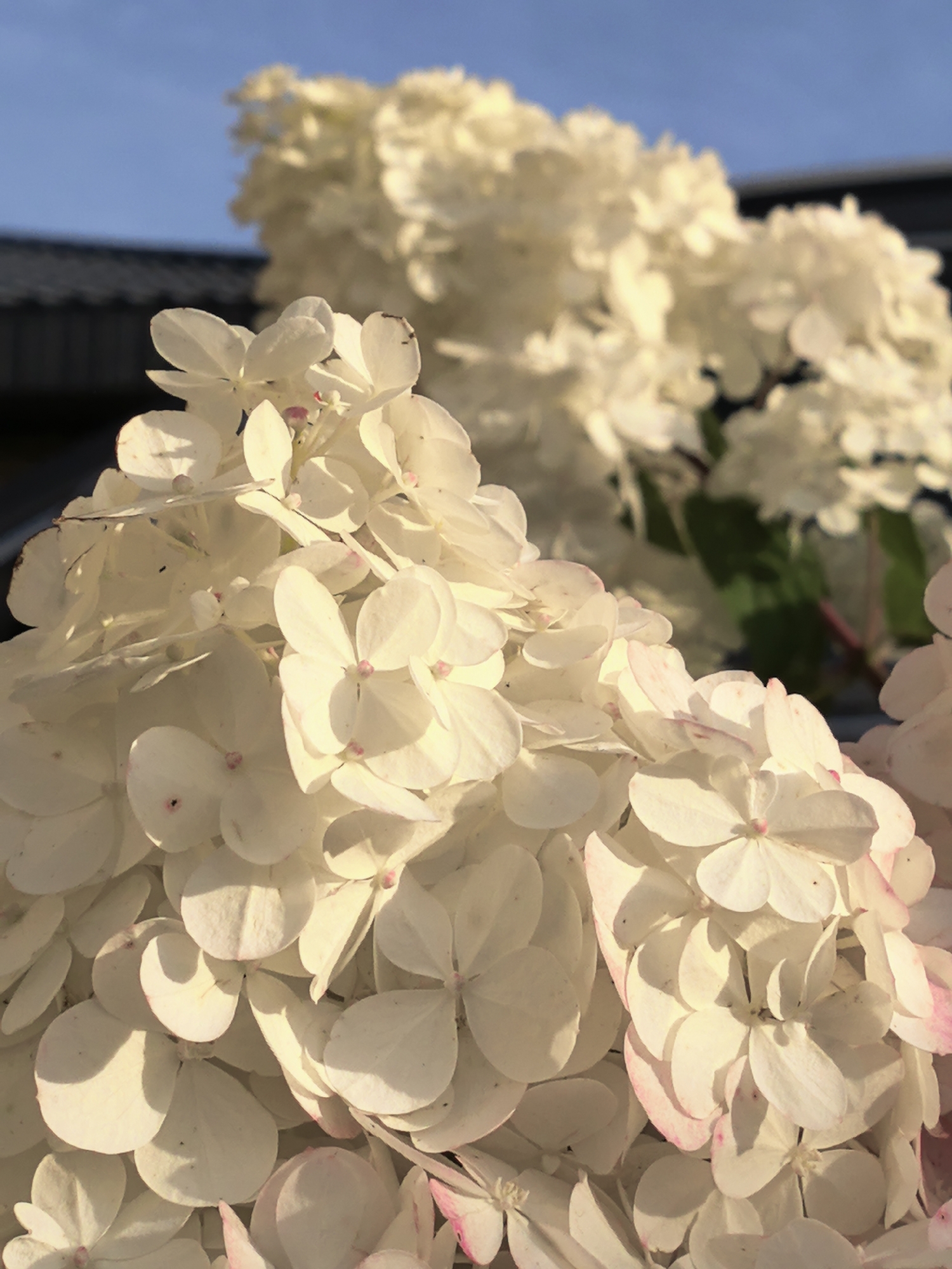 The image shows a close-up view of white hydrangeas against a blurred background of a dark roof and a blue sky. The hydrangeas are in bloom, with many small, white petals clustered together. Some of the petals have a slight pink hue. The lighting suggests it is daytime, possibly late afternoon, as there are soft shadows cast by the petals. The scene appears to be outdoors, in a garden or yard, with a building visible in the background. There are no people or animals in the image. The location is stated to be in the city of Горный, Russia.