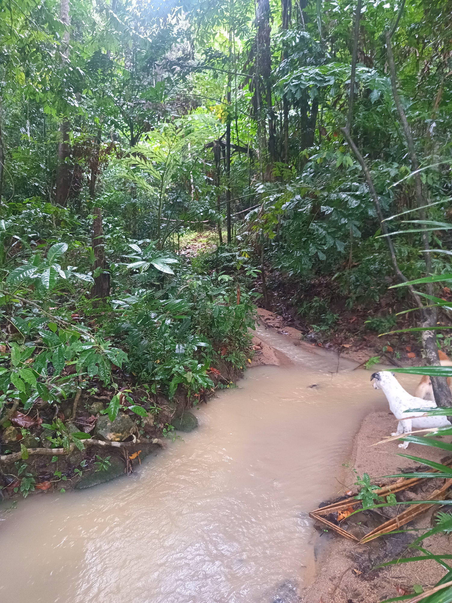 The image depicts a stream flowing through a dense, green forest. The water is murky, likely due to recent rainfall or sediment disturbance. On the right bank of the stream, there are a white dog with black spots and a brown dog. In the immediate foreground on the right bank are some bamboo-like plants and a small square object made of sticks, seemingly constructed. The forest surrounding the stream is lush, with a variety of trees and foliage, indicating a tropical environment. The location is the city of Baan Thong Nang, Thailand.