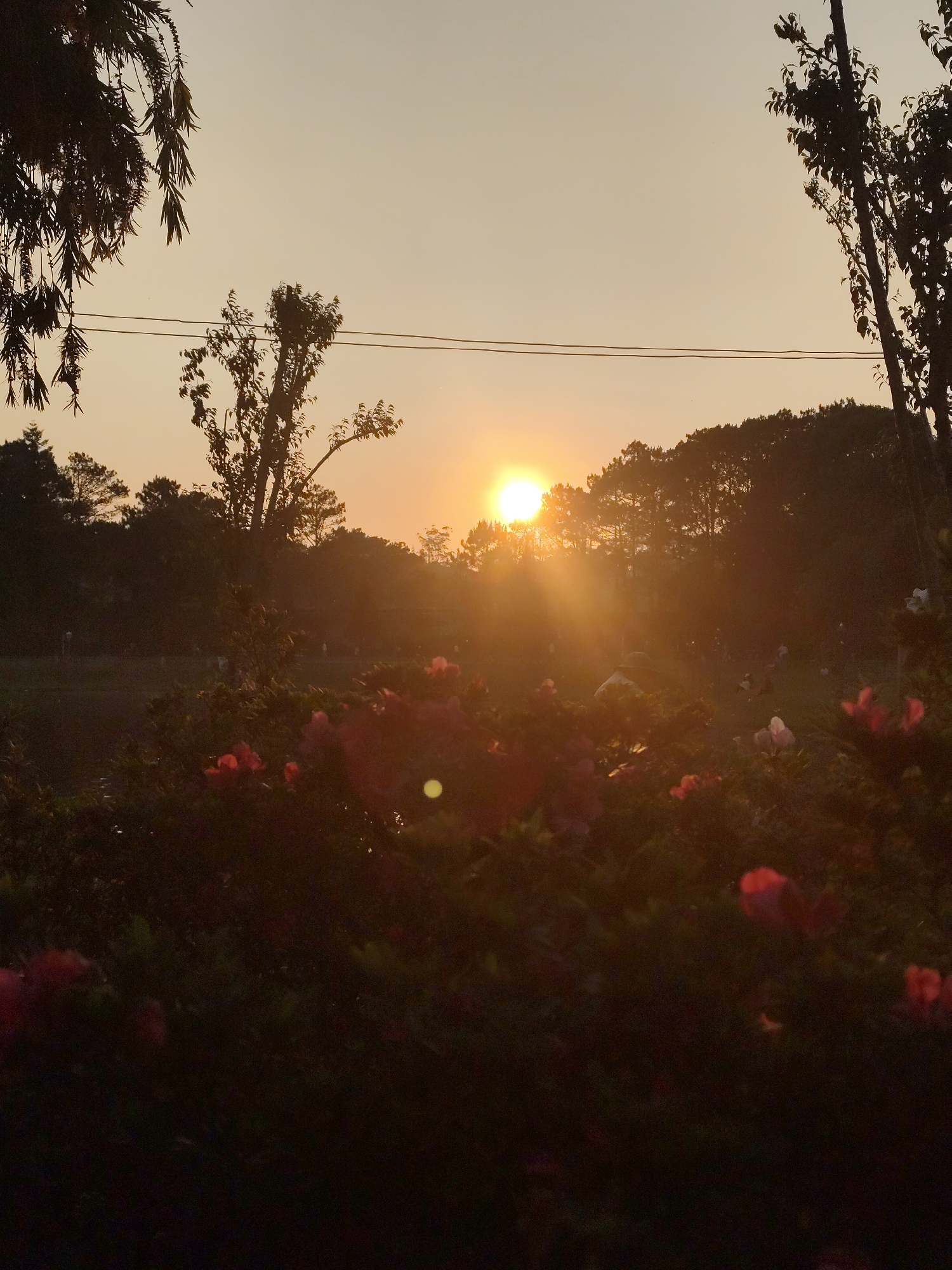 Captured in Da Lat, Vietnam, the image presents a serene sunset scene. The sun, partially obscured by distant trees, emits a radiant glow, with light rays permeating the landscape. In the foreground, a cluster of red flowers adds a splash of color against the shadowed foliage. Trees flank the scene, silhouetted against the amber sky. In the distance, the figures of people can be faintly discerned on a grassy field. Electrical lines stretch across the upper portion of the image.