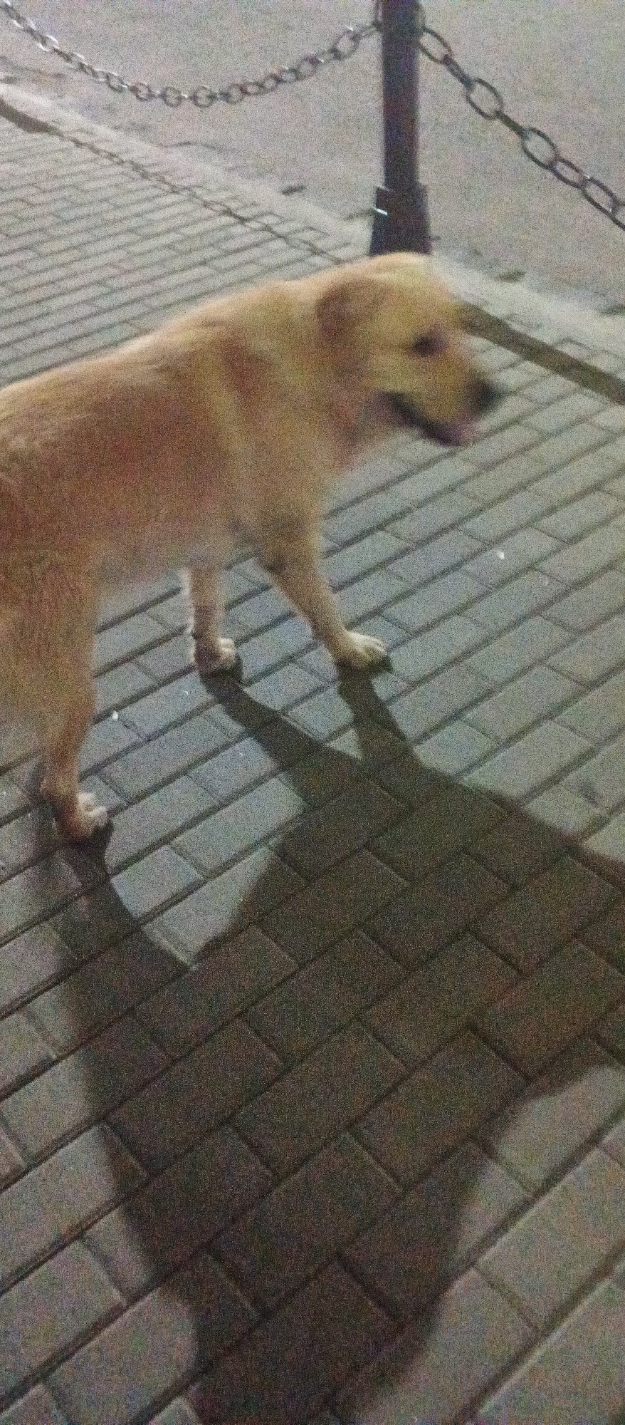 A medium-sized, light-brown dog with a blurred face walks on a patterned brick sidewalk under dim lighting. The dog is facing to the right and is in motion, with its tongue slightly out. A dark shadow of the dog is cast on the sidewalk behind it. In the background, a metal chain is visible, strung between posts, suggesting a public area, possibly a park or street with a railing. The overall environment appears to be an urban setting at night or in low light conditions. The location is Berehove, Ukraine.