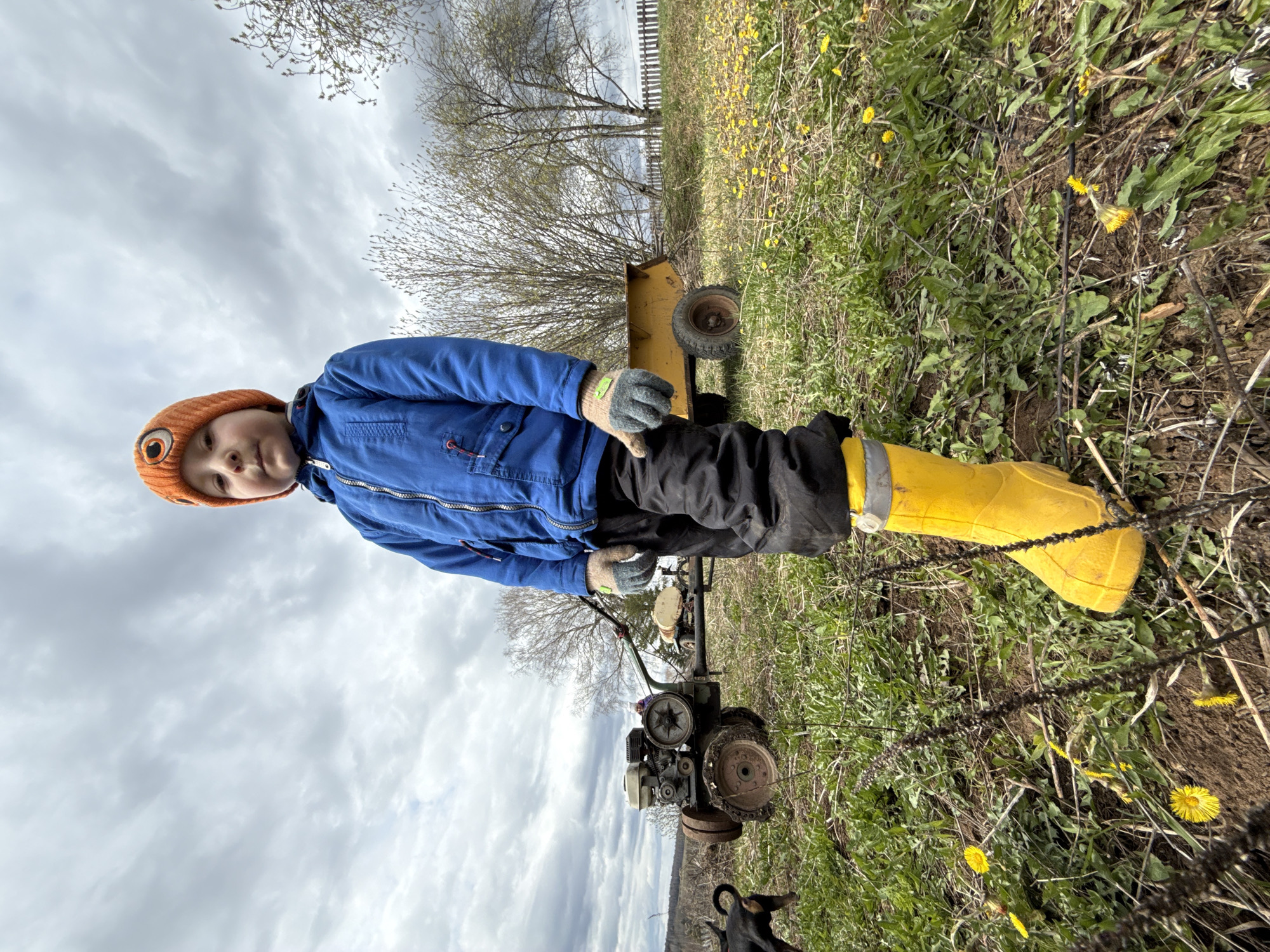 An outdoor photograph, displayed sideways, captures a young child standing next to a tiller machine in an overgrown field under a cloudy sky. The setting appears to be a rural or semi-rural area, consistent with the Усть-Тунтор, Russia context, likely during early spring.
The main subject is a child, possibly a young boy, dressed for cool weather in a blue zipped jacket, dark pants, bright yellow rain boots, and an orange knitted hat featuring a large eye design. The child wears gloves and holds or rests their gloved hands near the controls of a small, engine-powered tiller or cultivator with distinct wheels, suggesting engagement with the machinery. Their gaze is directed towards the camera with a neutral expression.
In the background, a small, yellow, two-wheeled cart or trailer is visible. The landscape is characterized by sparse, possibly budding, trees with bare branches, indicating the early stages of spring. The ground is covered with green grass and numerous yellow dandelion-like flowers, interspersed with patches of bare earth. A dark, partially visible dog is in the lower right foreground. Faint lines of a wire fence or barbed wire run across the mid-ground and foreground. The sky is overcast with thick, grey clouds, suggesting diffused daylight, likely morning or afternoon. No text is visible in the image.