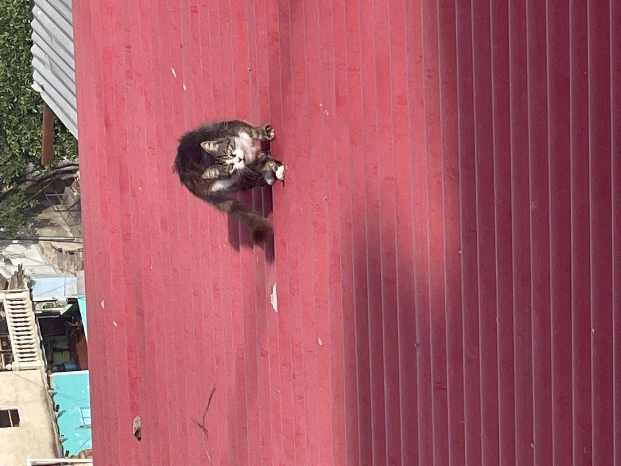 A cat grooms itself atop a corrugated metal structure, likely a rooftop. The structure is painted red. In the background, there are buildings and vegetation, suggesting an urban setting. The image is consistent with the city of Caracas, Venezuela, given the type of construction and the informal urban environment.