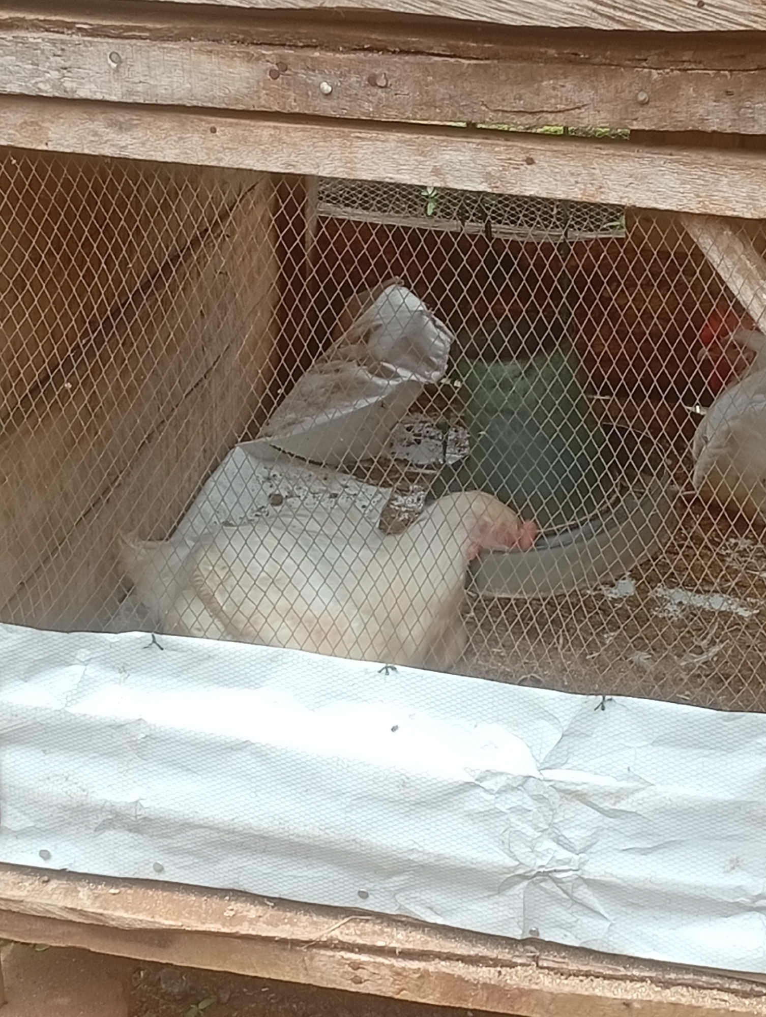 The image shows a coop made of wood and wire mesh, containing several white chickens. In the foreground, a white chicken is partially visible through the wire, with its head turned to the right, appearing to eat from a grey feeding trough. A large green object, likely a water dispenser, is visible behind the chicken. The coop is situated outdoors, with a rough wooden base. The scene is likely located in Akokwa, Nigeria, where such chicken coops are common for domestic poultry farming.